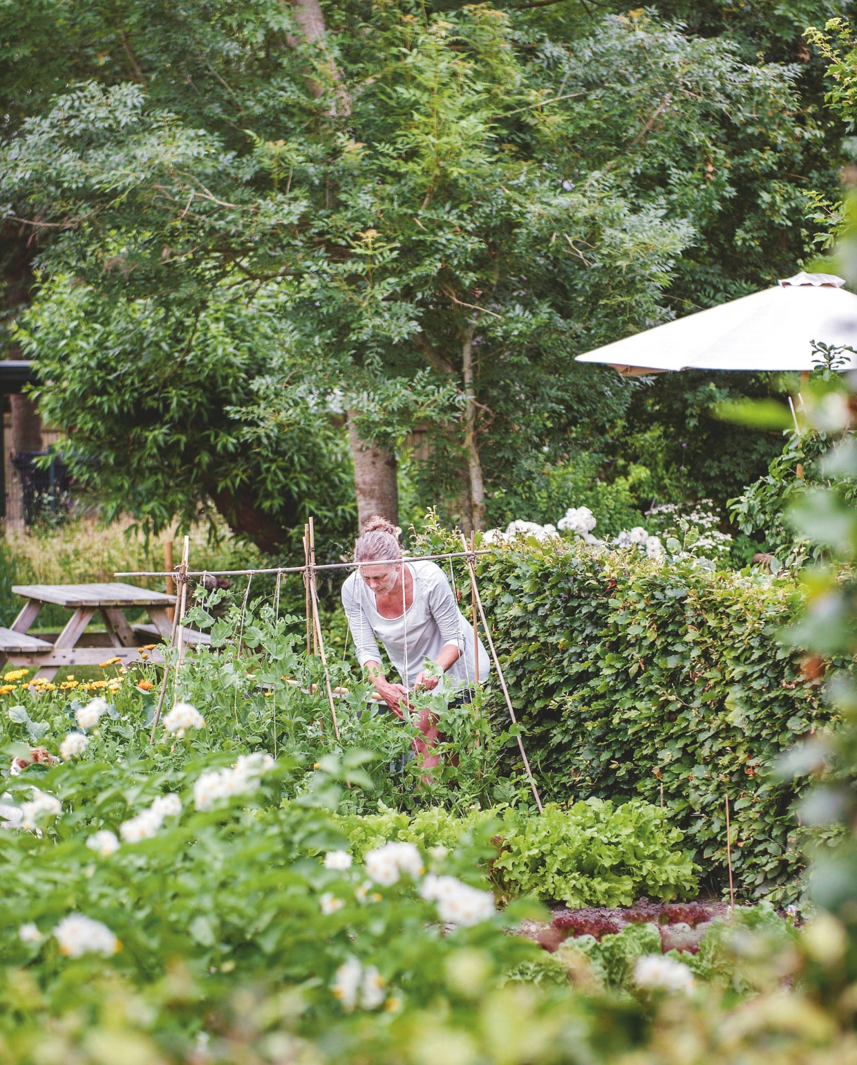 Mieke bindt bonen op in de moestuin, waardoor ze de hele zomer over verse groenten beschikt. Links goudsbloemen. vtwonen Landelijk 06-2025 | fotografie Ton Bouwer