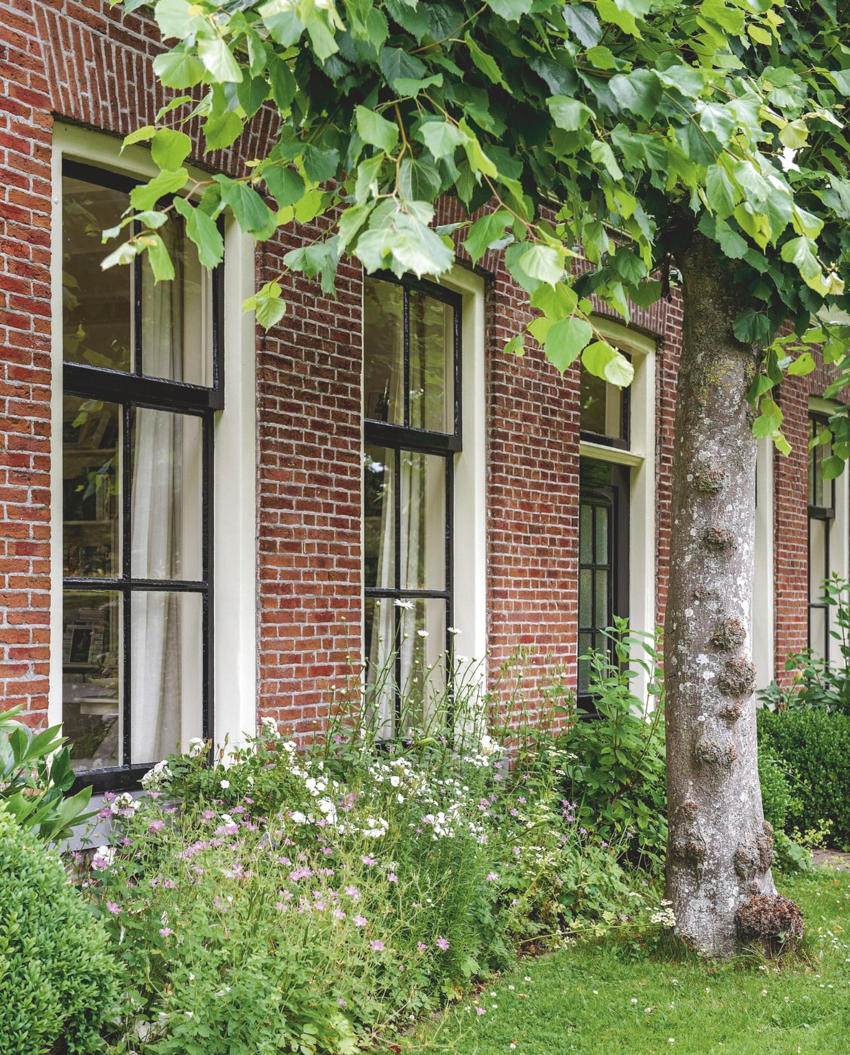 Voor het huis staat een oude linde en klimroos. 'New Dwan.' vtwonen Landelijk 06-2025 | fotografie Ton Bouwer