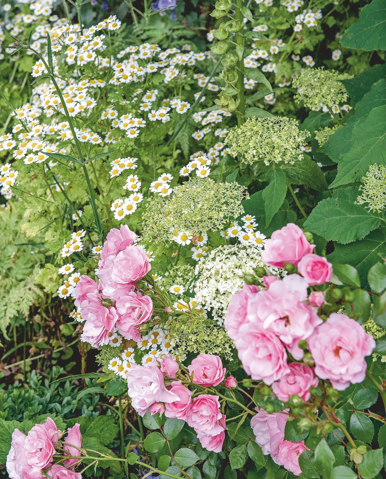Roze rozen, kamilie en hortensia. vtwonen Landelijk 06-2025 | fotografie Ton Bouwer
