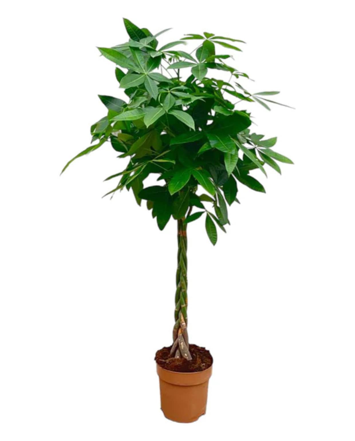 Shop op shop.vtwonen.nl: Trendyplants kamerplant Geldboom Pachira Aquatica, 130-150 cm (h) potmaat 24 cm (Ø) € 109,95. Trendyplants
