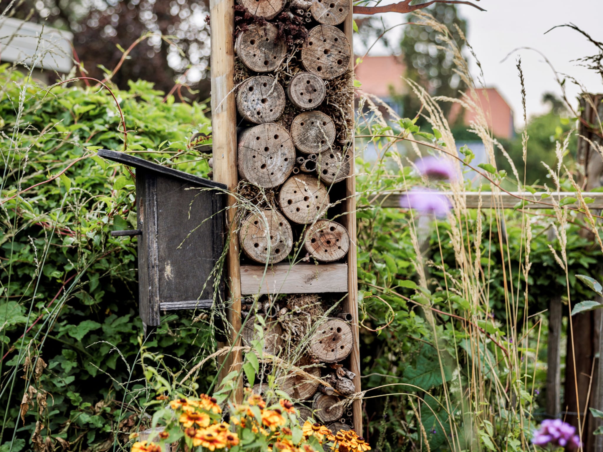 mooiste winterharde wintergroene planten