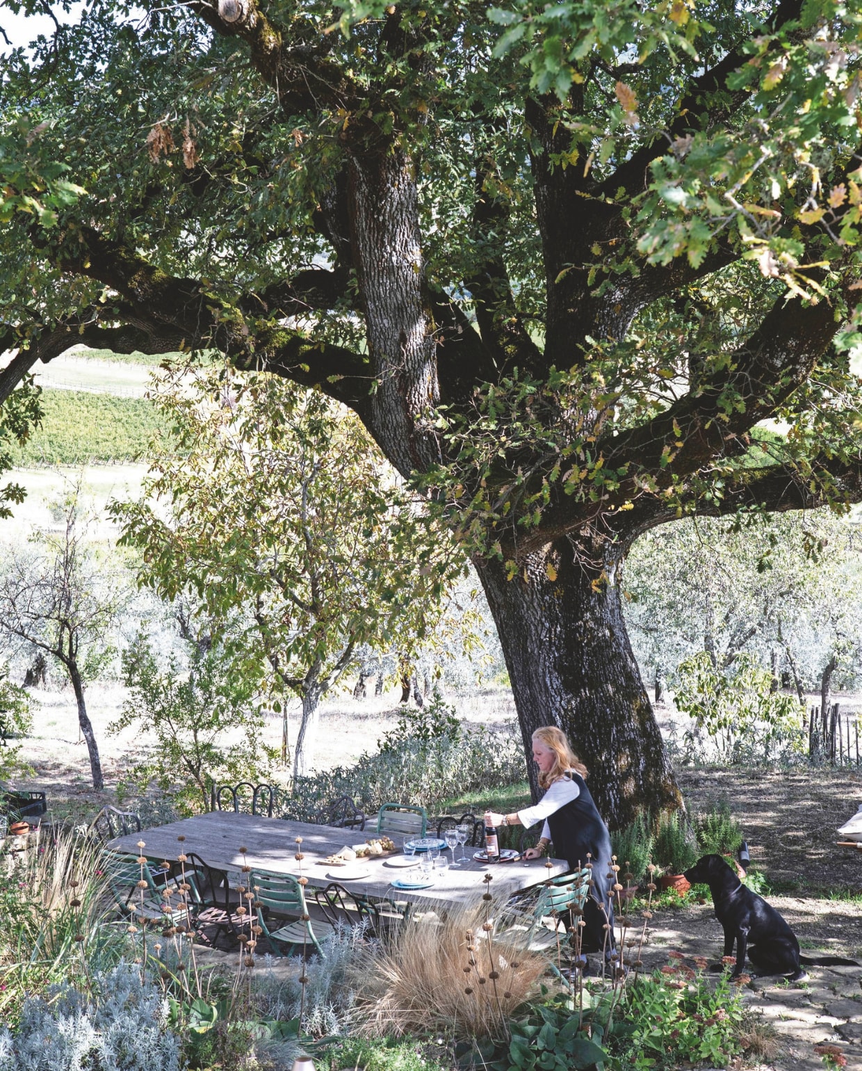 De schaduw van de imposante eik aan de rand van de olijfboomgaard is de ideale plek om te lunchen. vtwonen landelijk 7-2025 | productie Living Inside | fotografie Monica Spezia