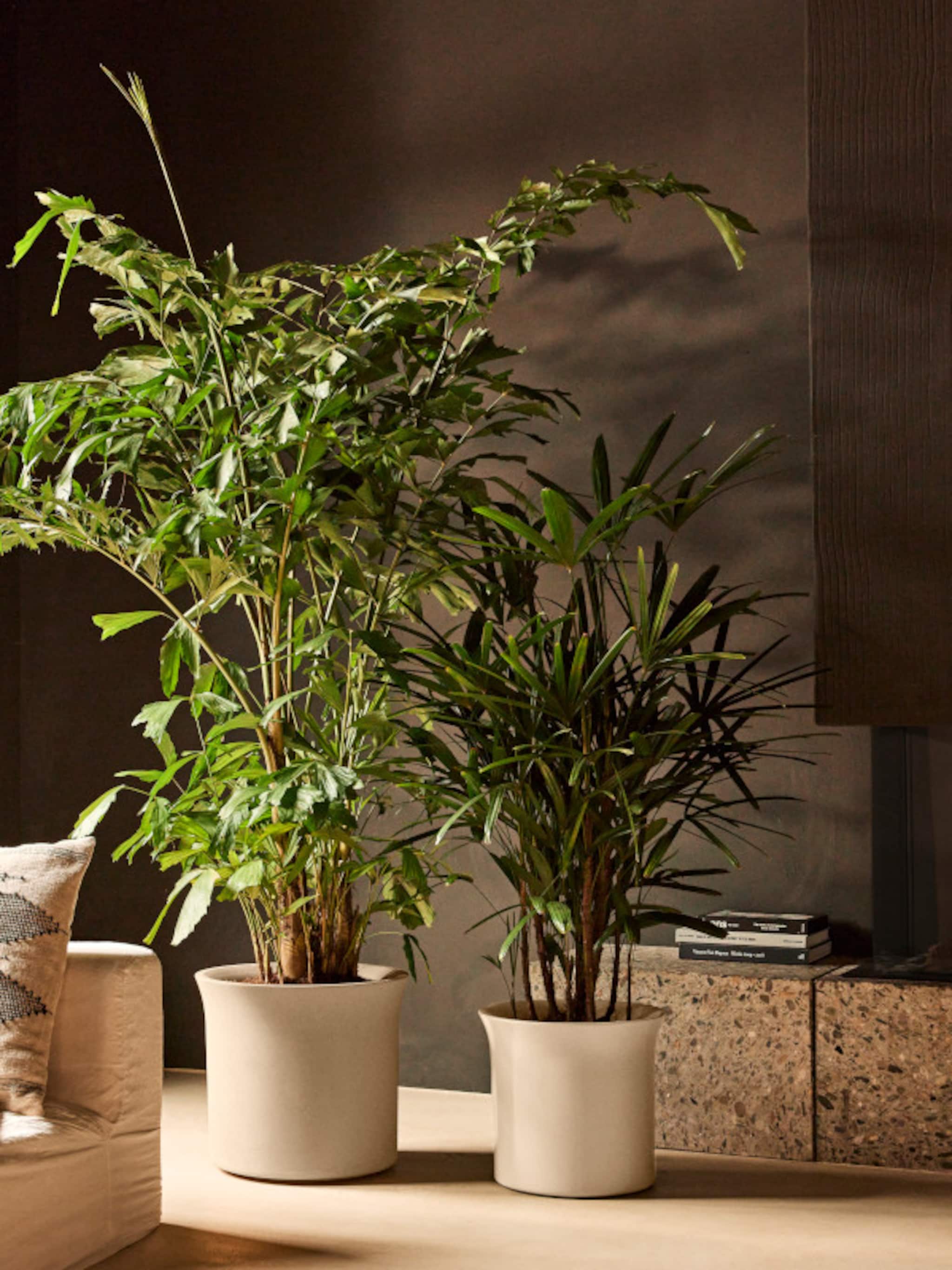 stijlvolle potten groots groen zo laat je kamerplanten shinen in je interieur