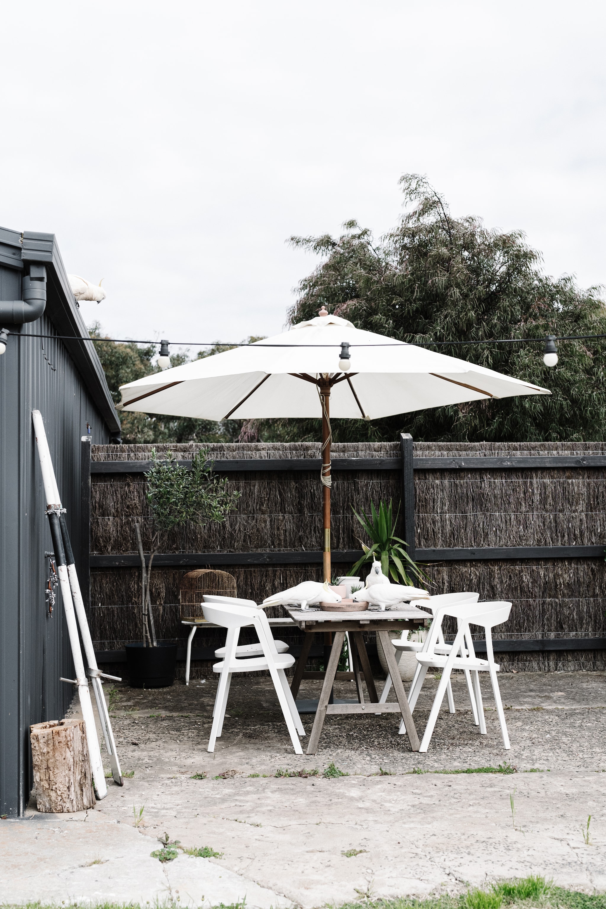 Geelkuifkaketoes zijn regelmatige bezoekers van de tuin. Stoelen Kristalia. Tafel vintage. vtwonen Landelijk 02-2026 | fotografie Marnie Hawson | productie Living Inside