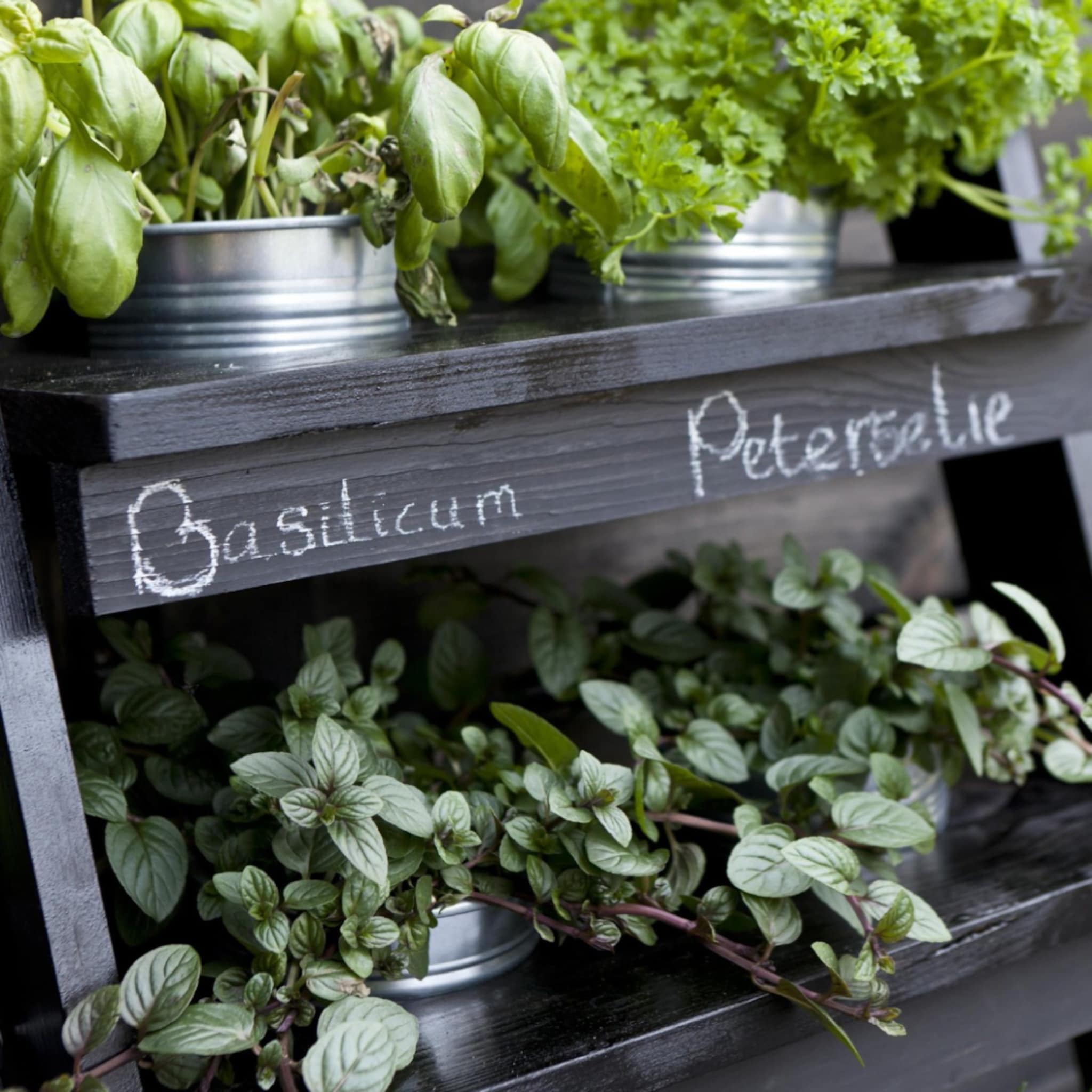 linkinbio-tuin-20251112-indoor-moestuin-kweken-tips