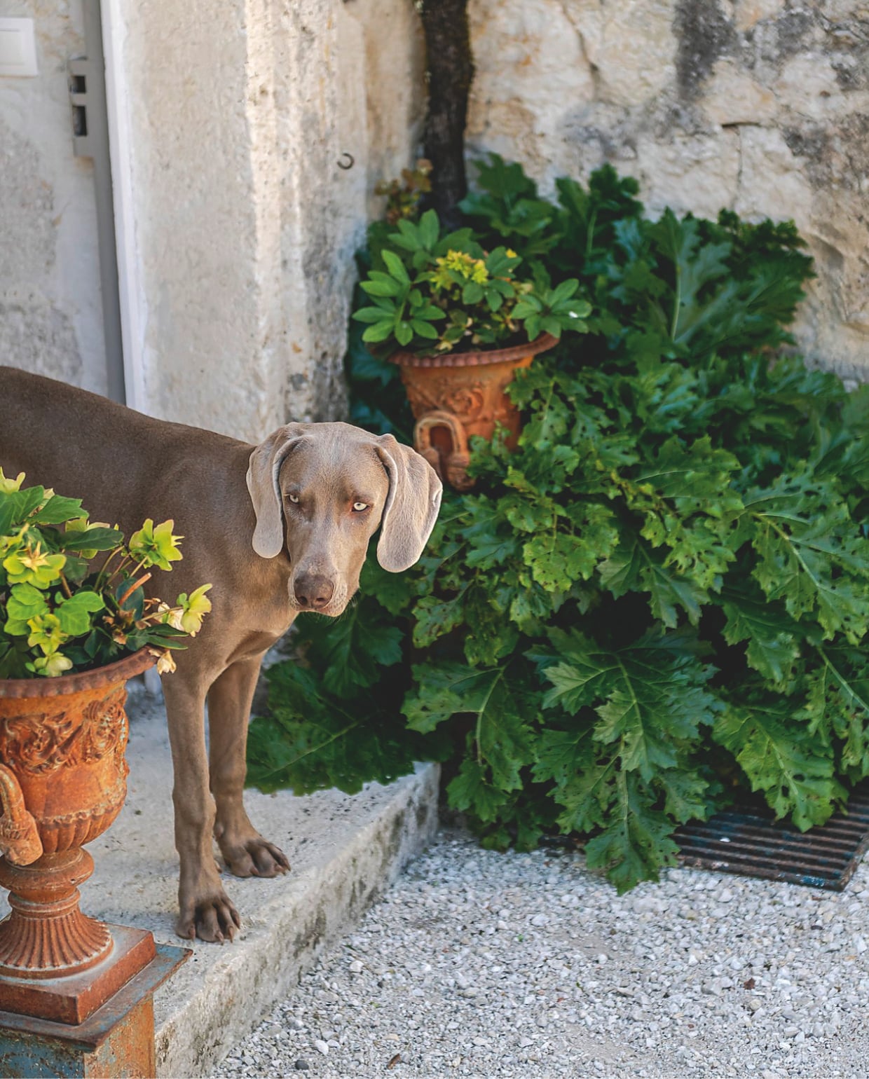 Hond in deuropening vtwonen Landelijk 12-2025 | styling Amandine Berthon | fotografie Julien Fernandez