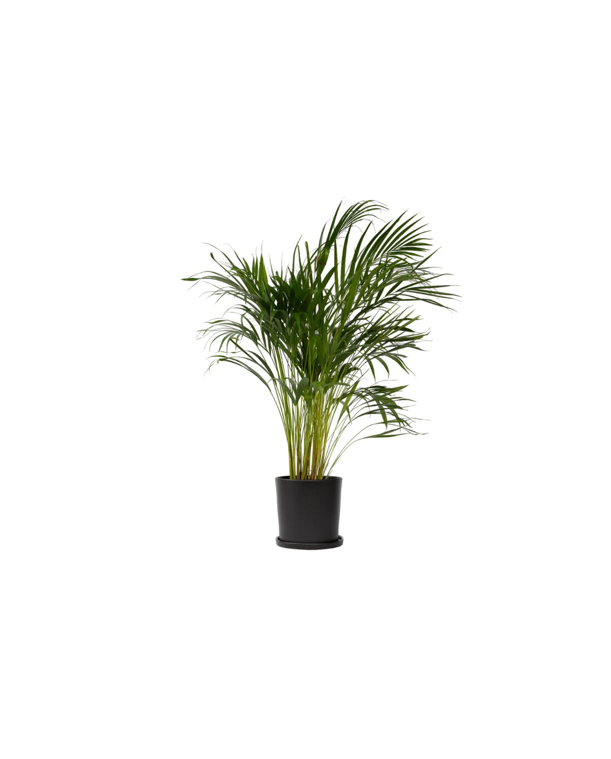 kamerpalm Dypsis Lutescens - hoogte 100-120cm - pot 21cm Plant in a Box