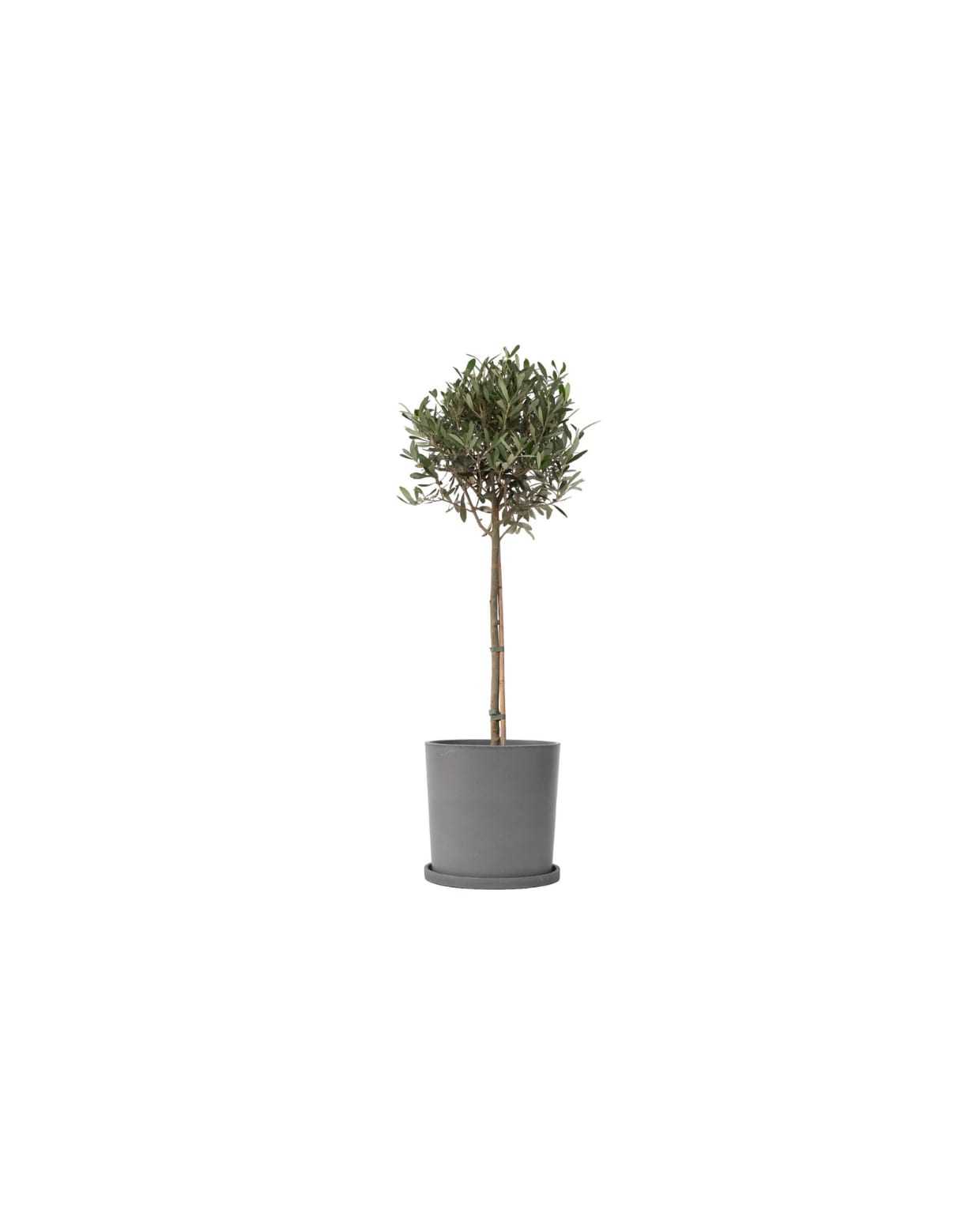 olijfboom Olea Europaea - hoogte 90-100cm - pot 21cm Plant in a Box
