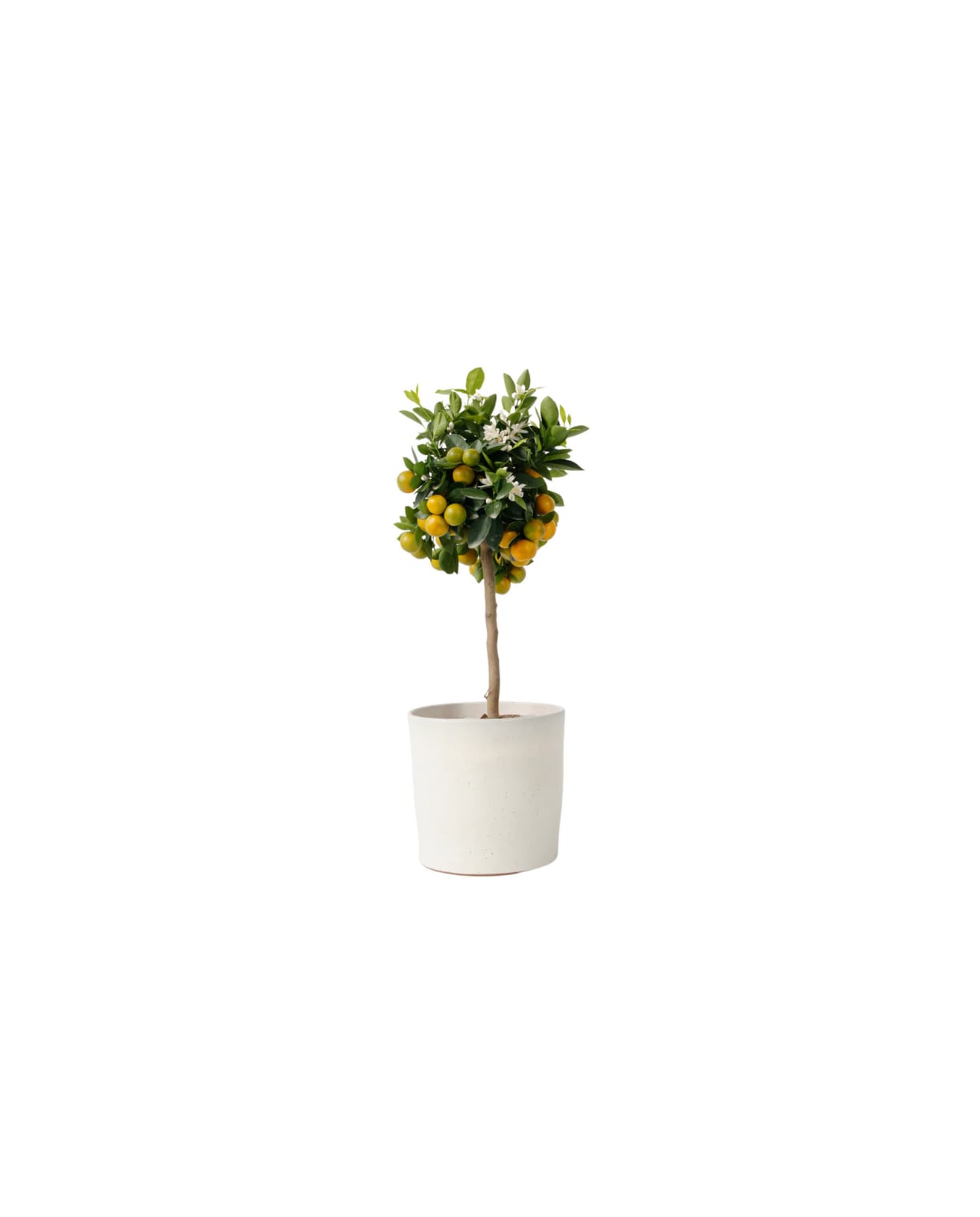fruitboom Citrus Calamondin - hoogte 55-65cm - pot 19cm Plant in a Box