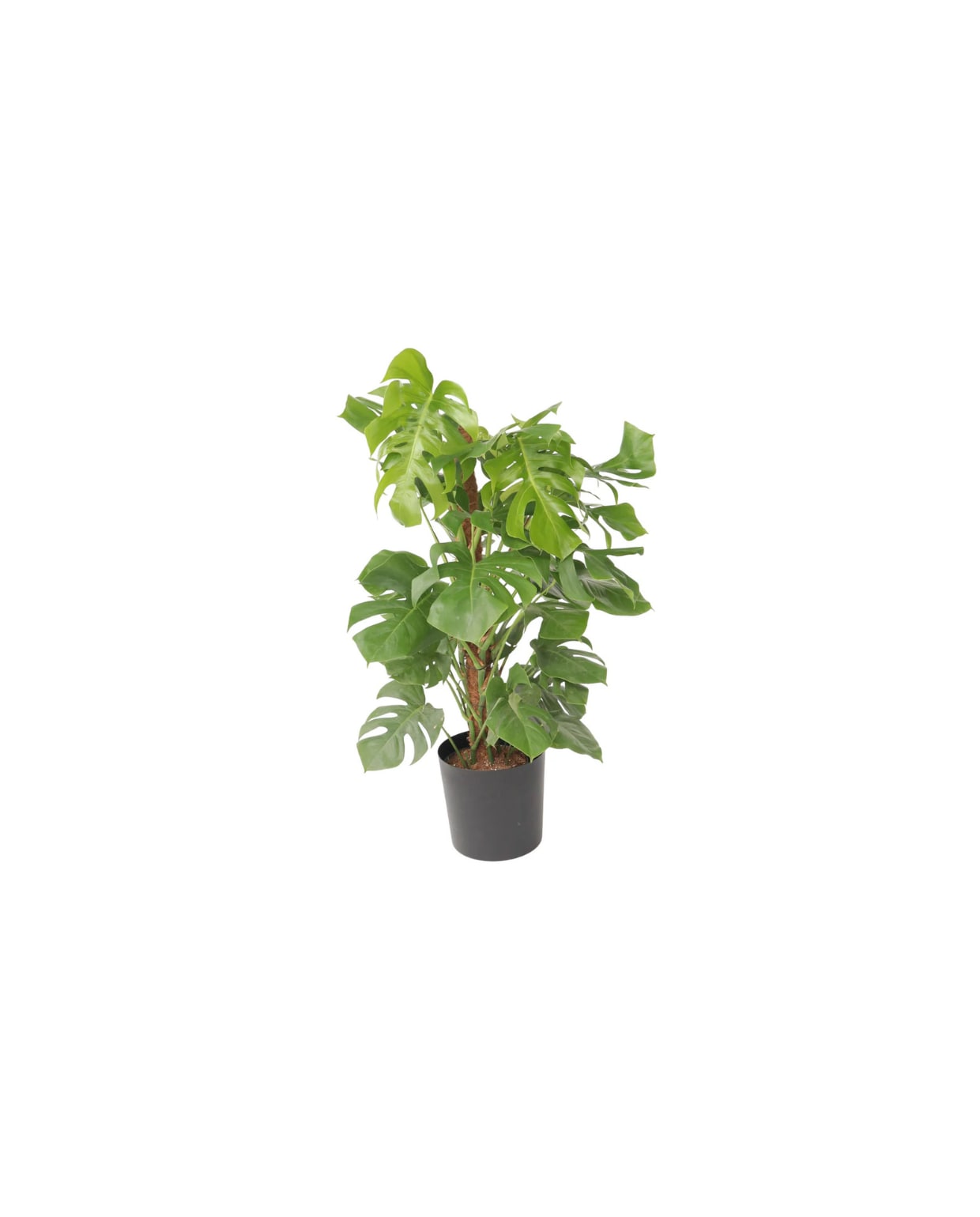 kamerplant Monstera Deliciosa - hoogte 120-130cm - pot 24cm Plant in a Box