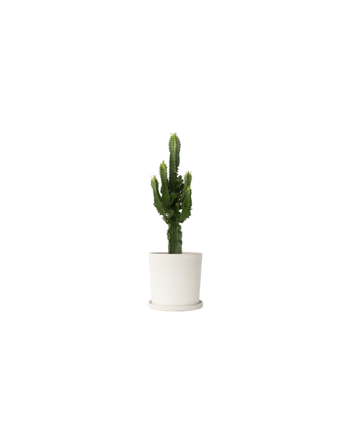 cactus Euphorbia Ingens - hoogte 50-60cm - pot 17cm Plant in a Box