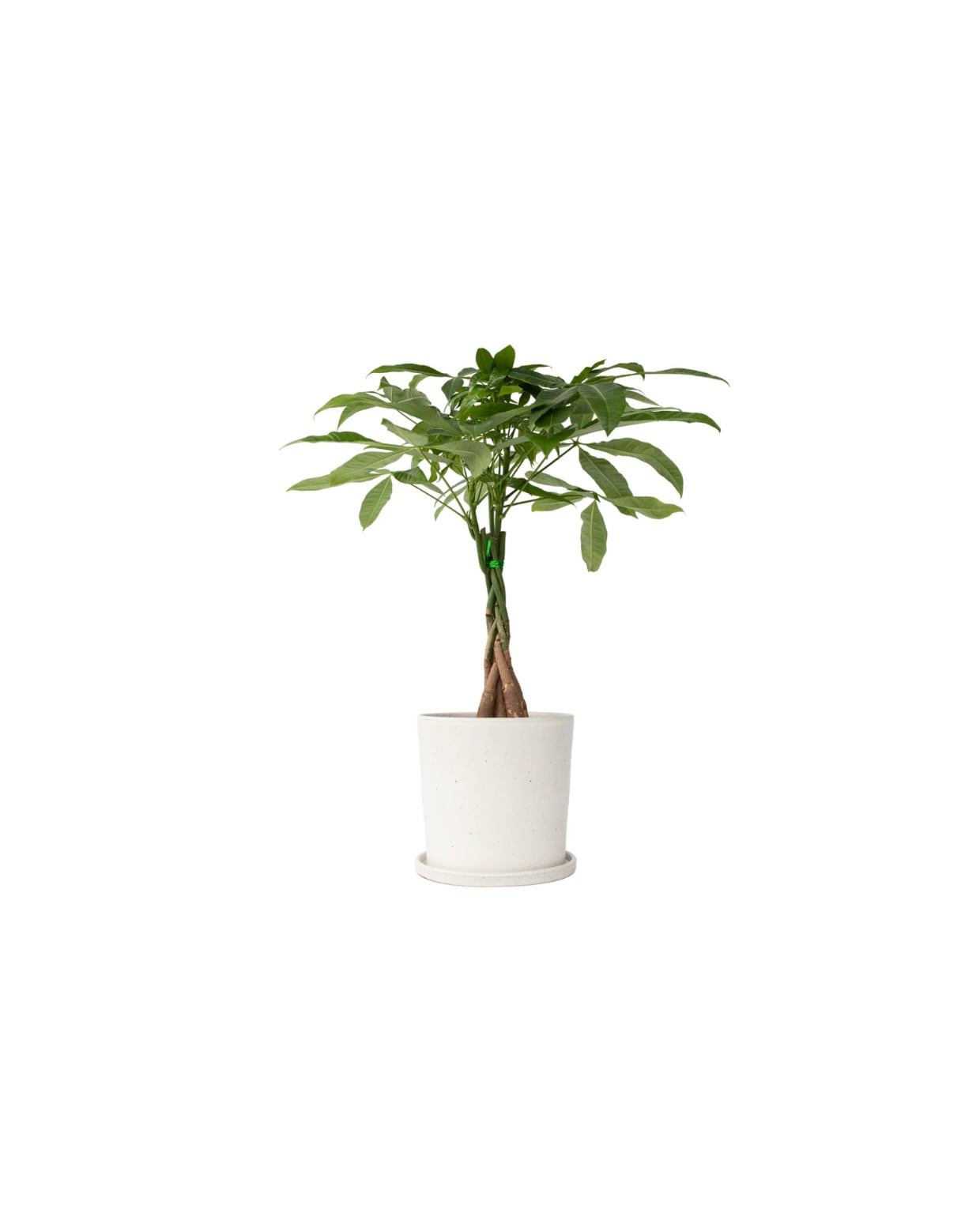 kamerplant Pachira Aquatica - hoogte 60-70cm - pot 17cm Plant in a Box