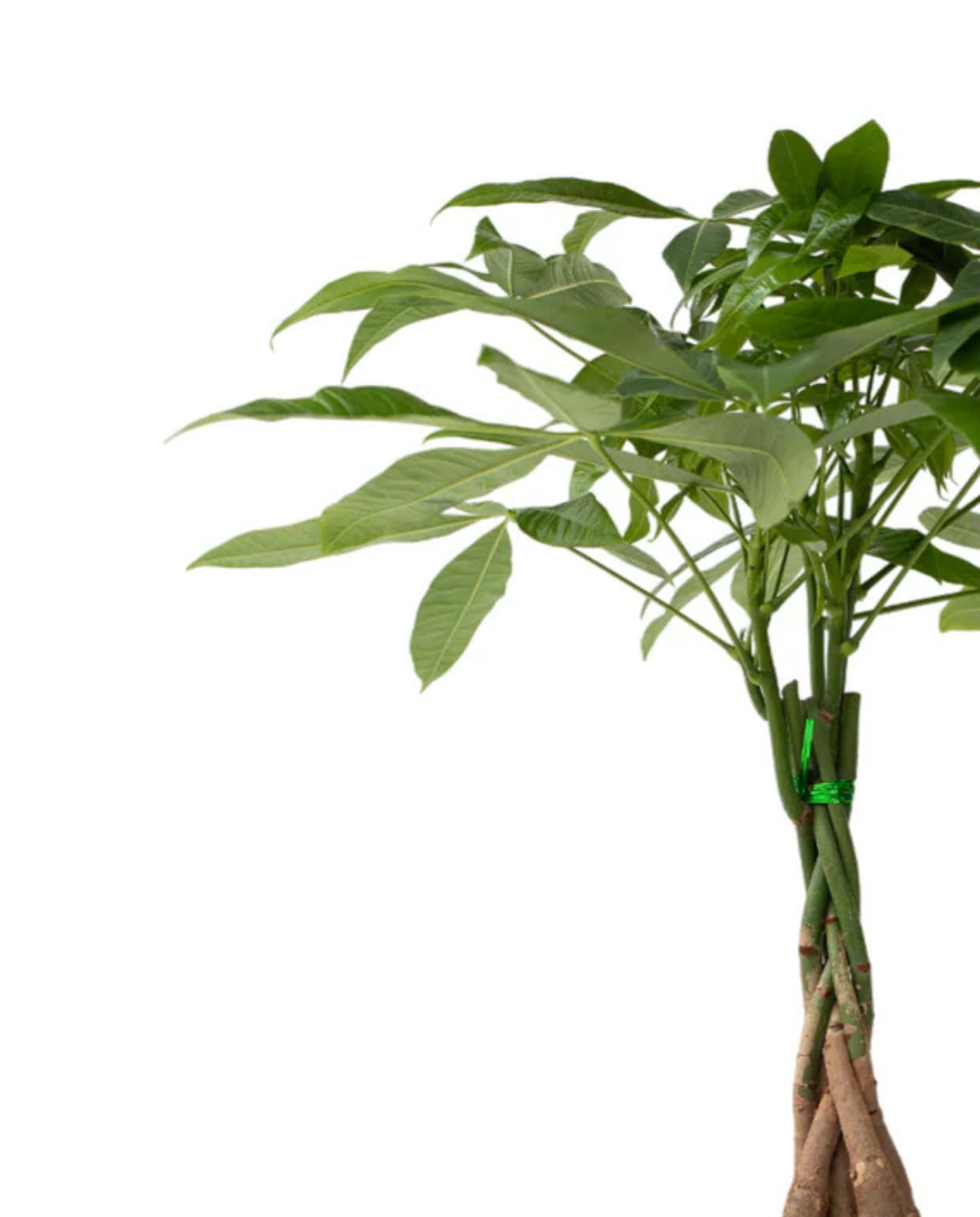 kamerplant Pachira Aquatica - hoogte 60-70cm - pot 17cm Plant in a Box