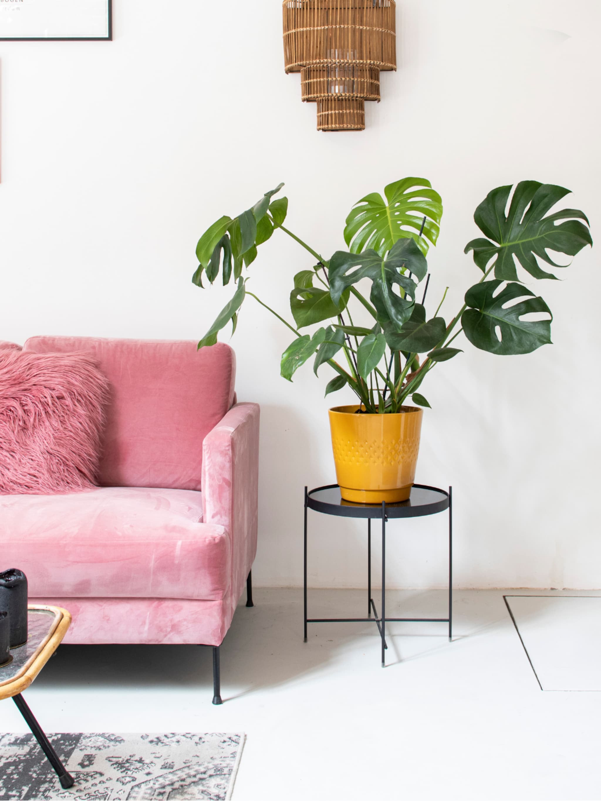 7x kamerplanten voor groene voornemens