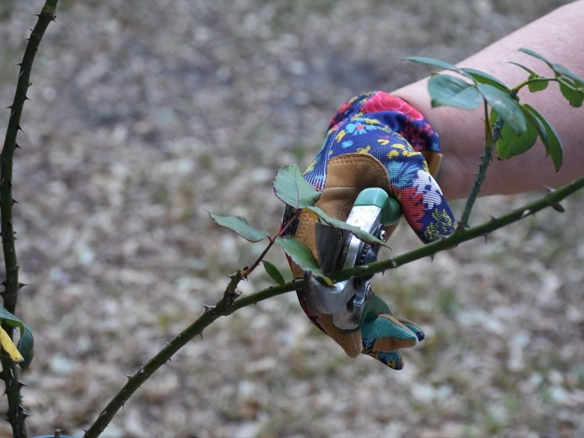 snoeikalender wat welke maand snoeien