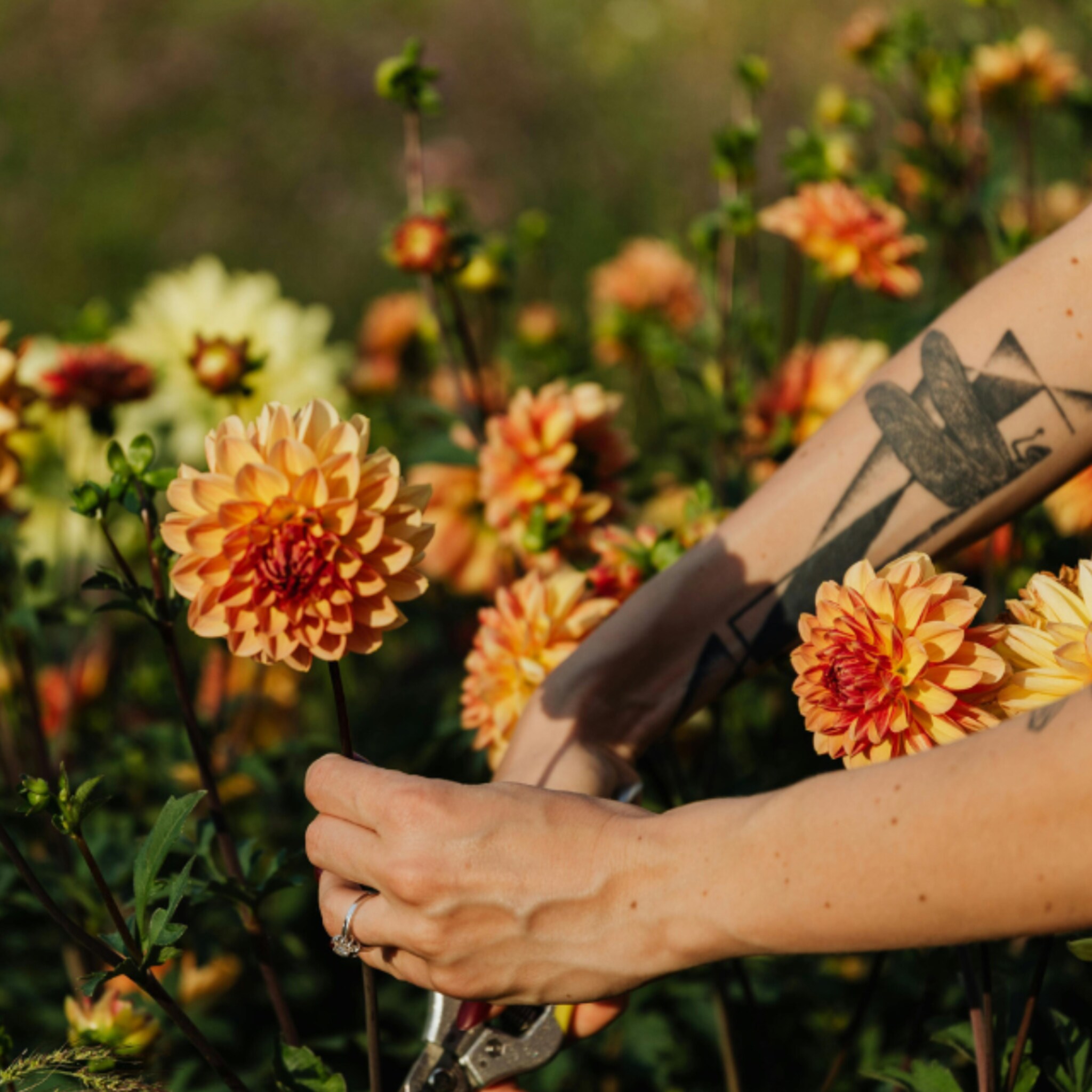 linkinbio-tuin-20260120-snoeikalender