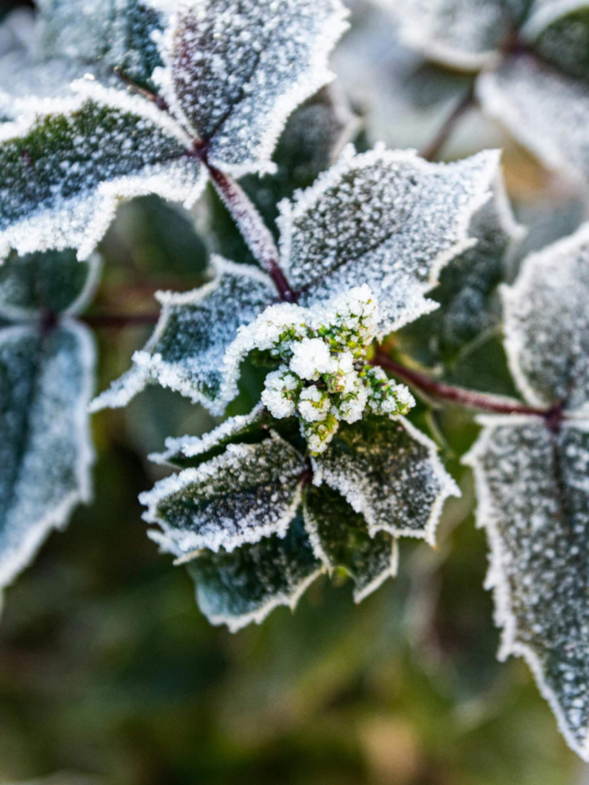 wintertuin levendige tuin in de kou