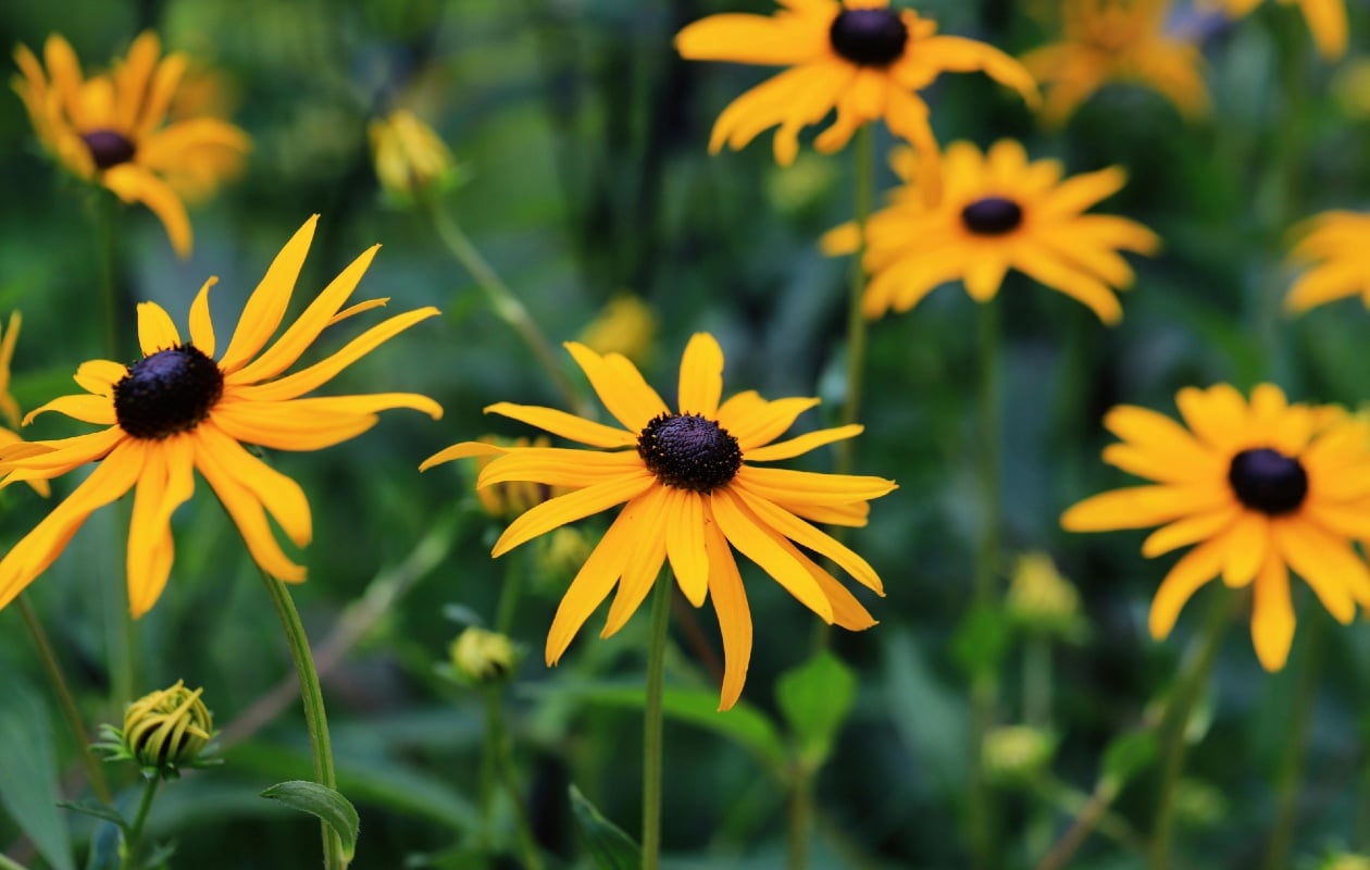 Geel is in 2026 dé kleur voor de tuin Pexels