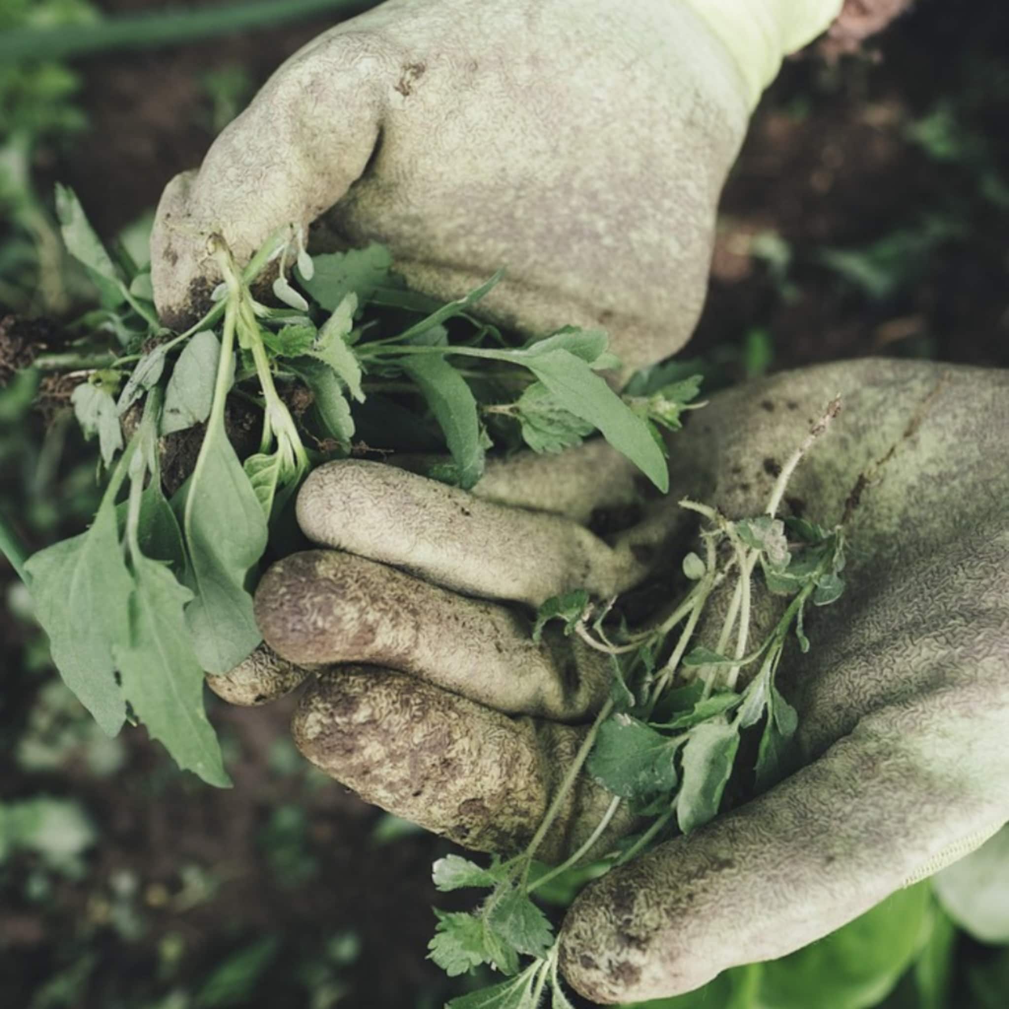 linkinbio-tuin-20260203-onkruid