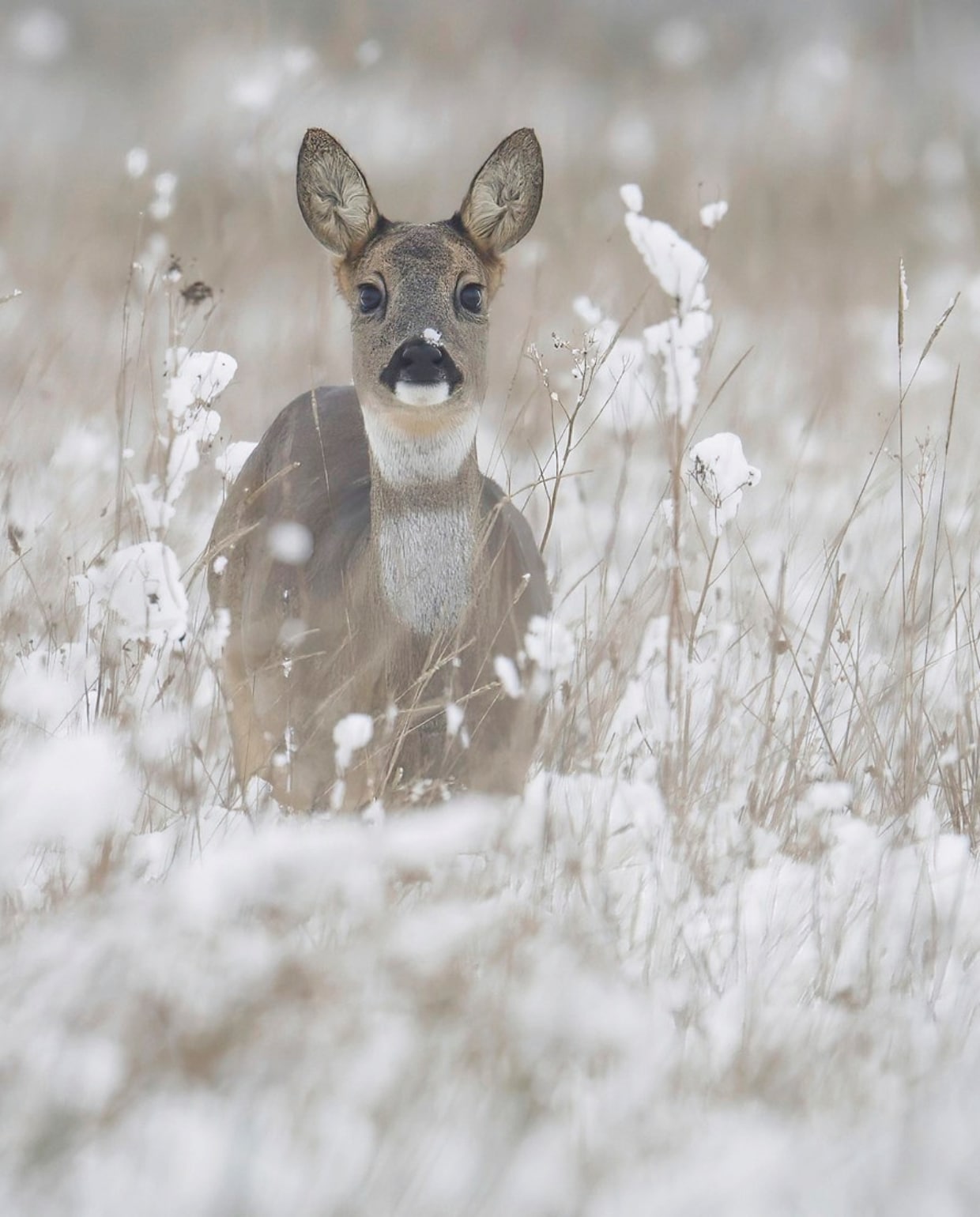 Ree | Het Drentse Landschap vtwonen landelijk 01-2026 | Fotografie Wies Vink / Het Drentse Landschap