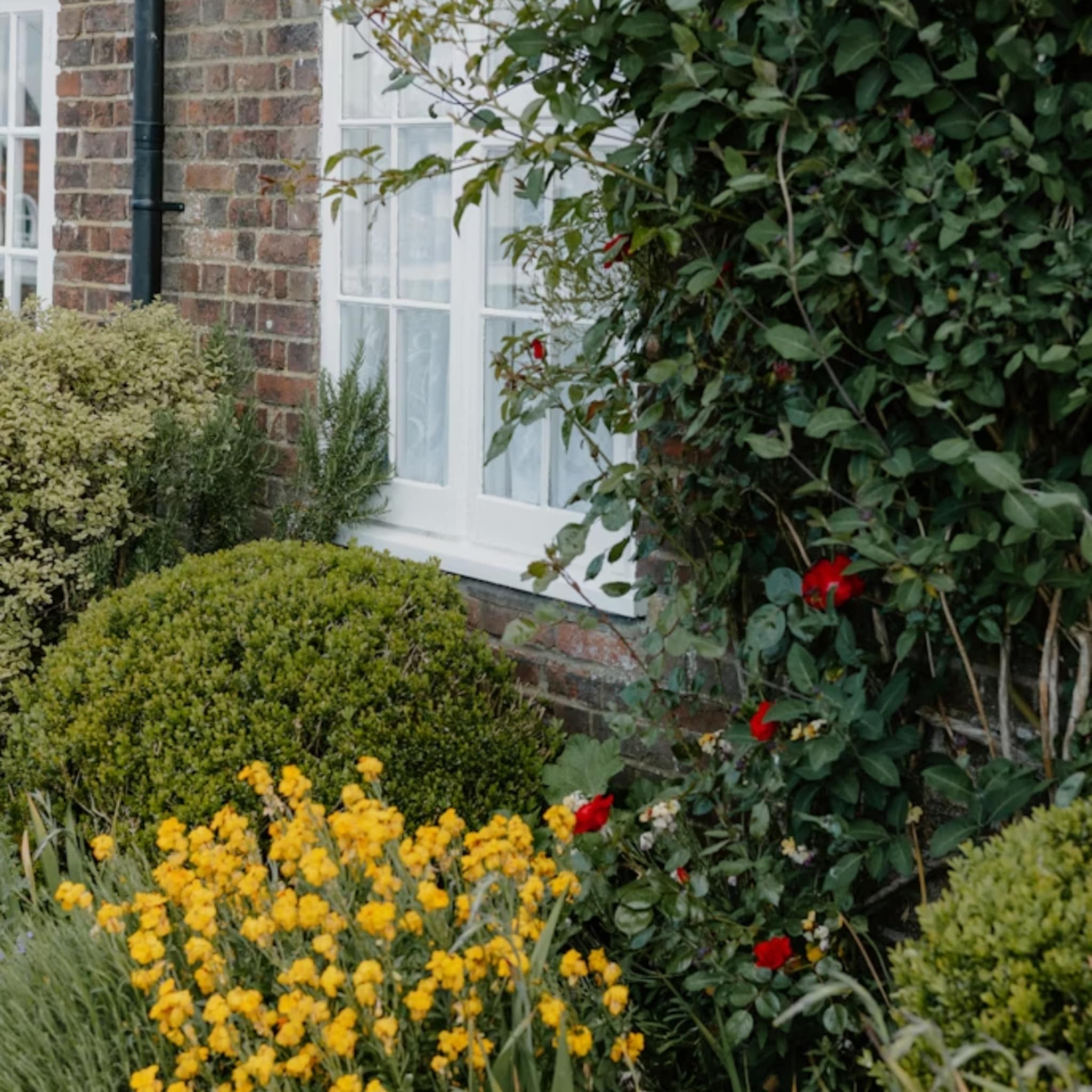 alle tips voor een geveltuin