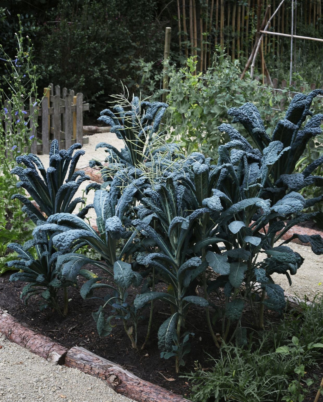 Cavolo nero vtwonen Landelijk 03-2026 | fotograaf Floor van Dinteren