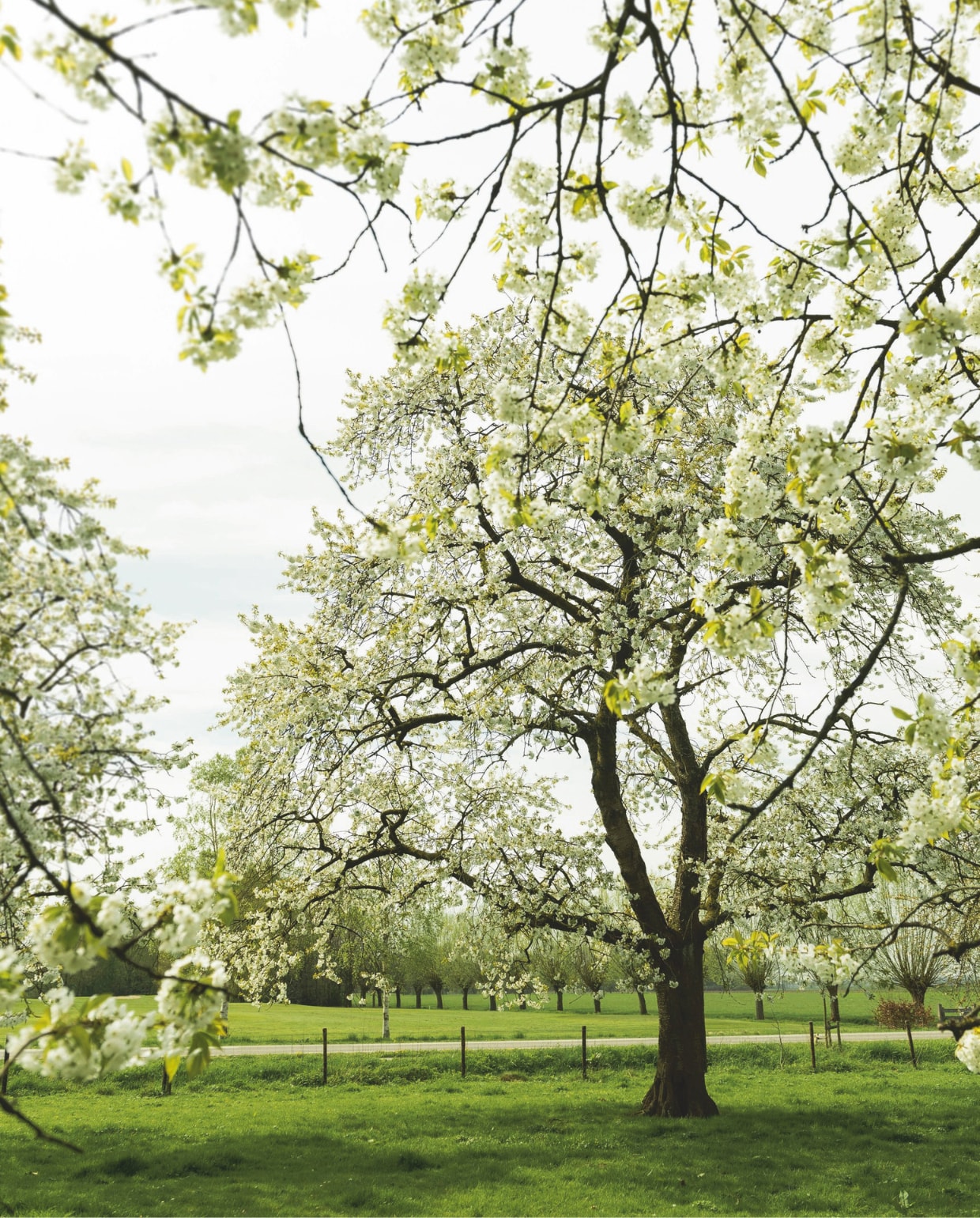 Boom vtwonen Landelijk 03-2026 | styling Moniek Visser | fotografie Sjoerd Eickmans