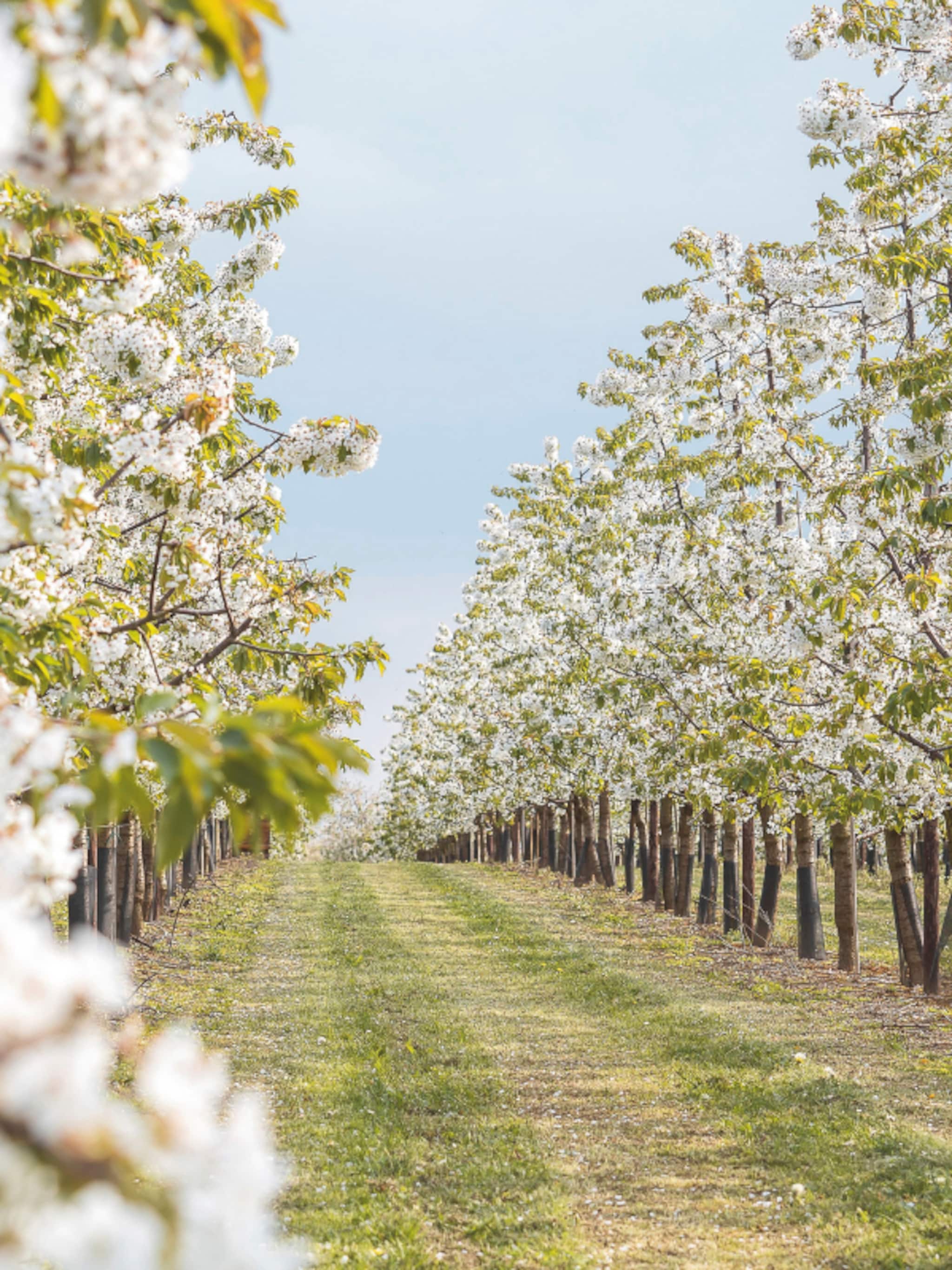vier het voorjaar met betoverende bloesemtochten