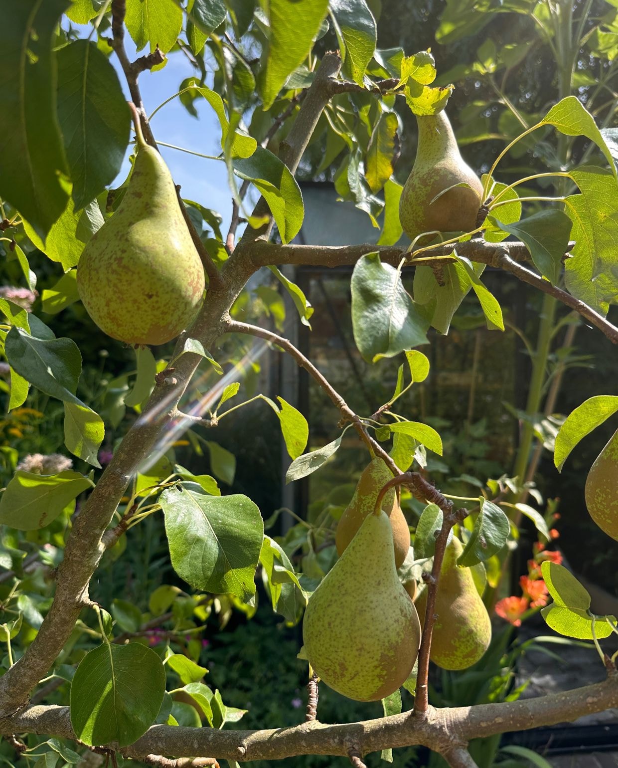 vtwonen TUIN special 2026 vtwonen Tuin special 2026 | fotografie Dana van Leeuwen en Berdi Kramers