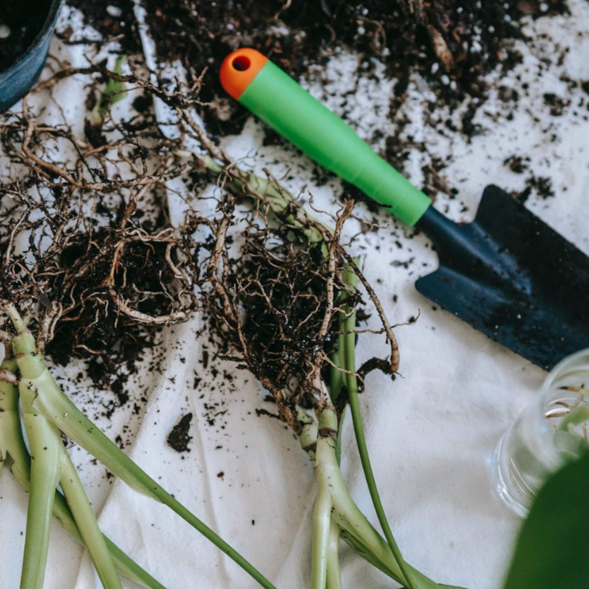 tuinpad aanleggen dit is de enige manier om onkruid tussen je tegels echt te weren