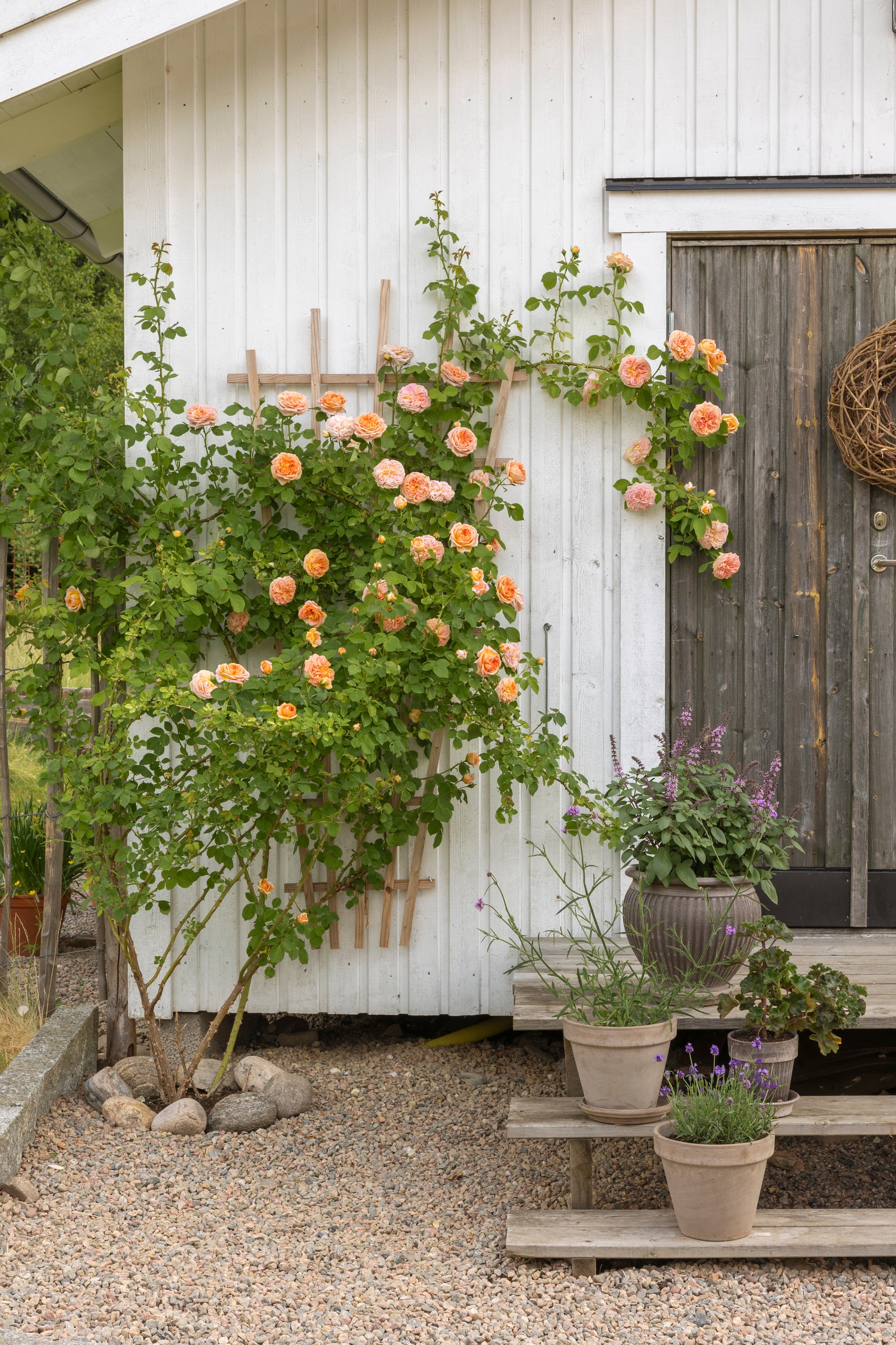 Roos Alchymist groeit tegen de garage op. vtwonen Landelijk 07-2026 | productie Sarah MacAfie | styling Anna Bjelkholm | fotografie Anna Karlsson