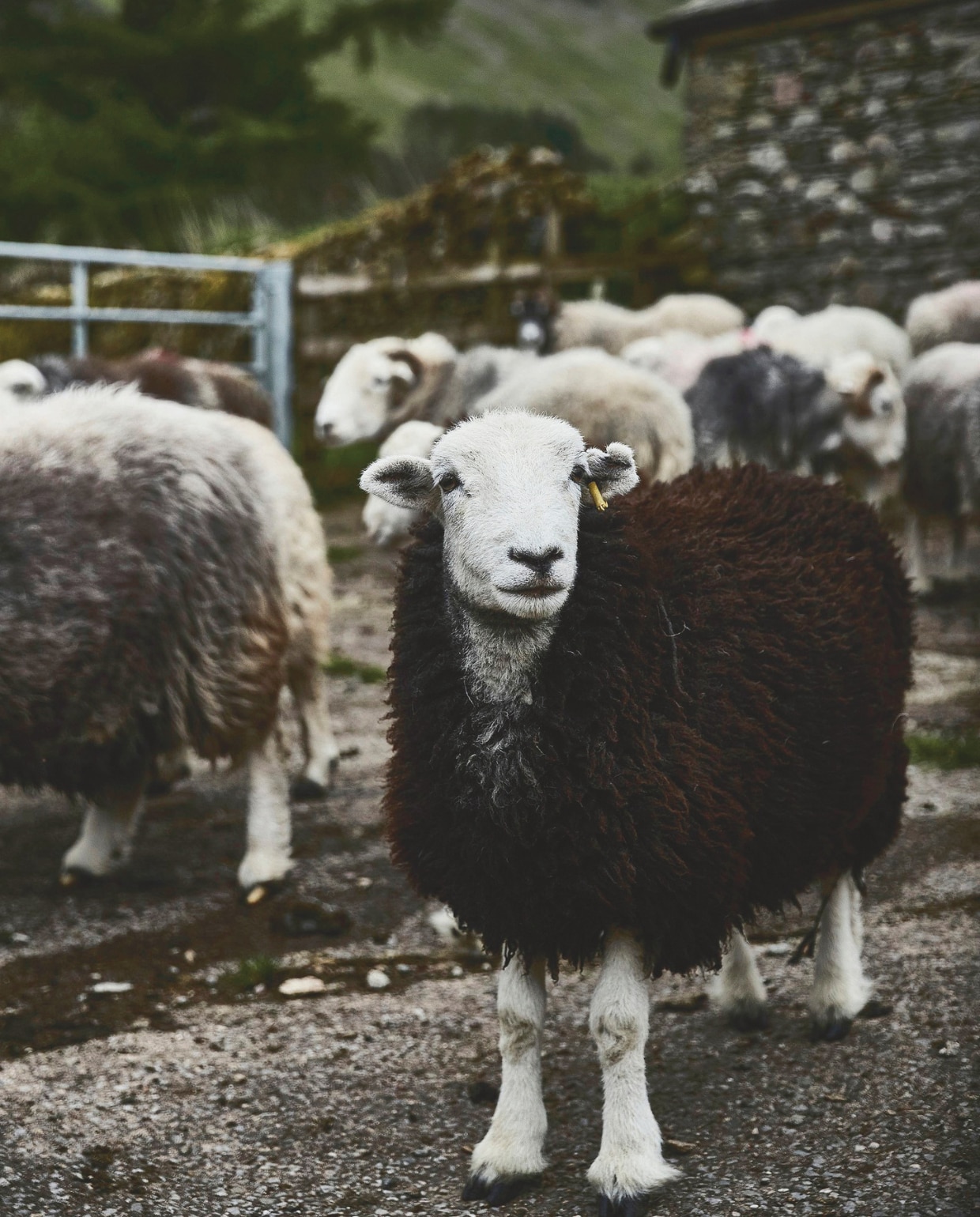 Solidwool vtwonen Design 03-2026