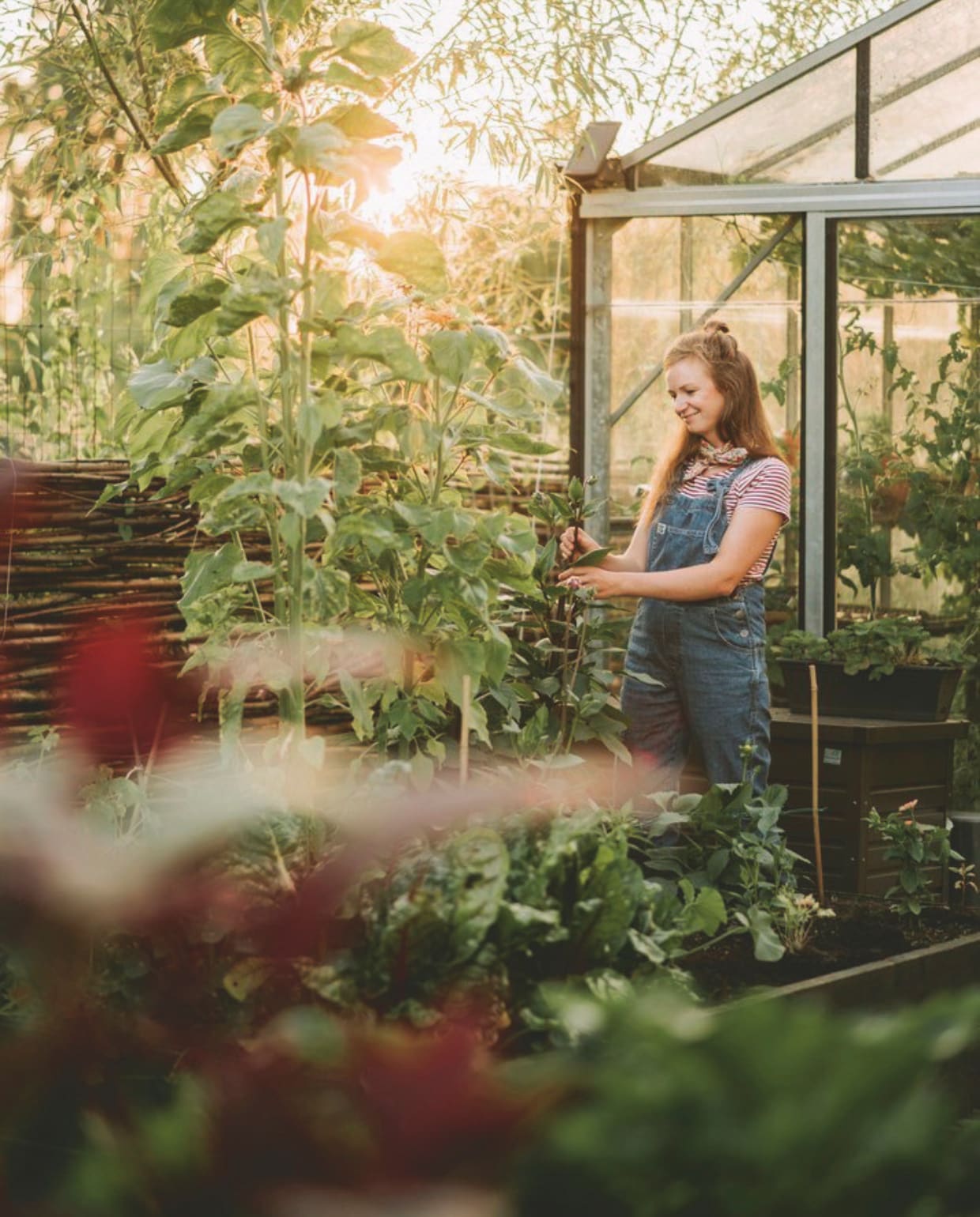 Puck verzorgt de dahlia’s en zonnebloemen in de moestuin voor de kas. vtwonen zomerspecial 2026 | styling Puck Hommerter, Eva Krebbers | fotografie Eva Krebbers (Tumbleweed & Fireflies Photography)