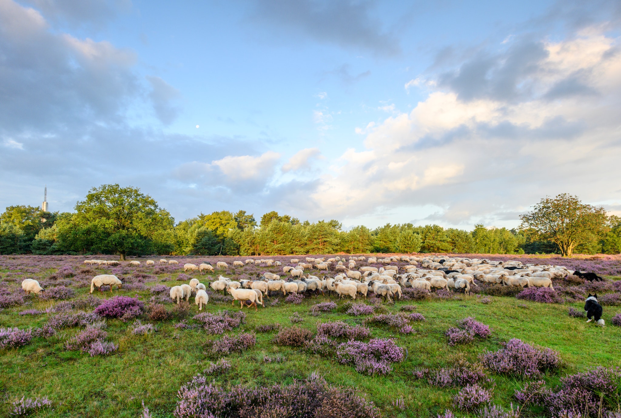 Naar buiten: Bloeiende heide vtwonen Landelijk 08-2026 | fotografie Martin van Lokven voor Visit Gooi & Vecht