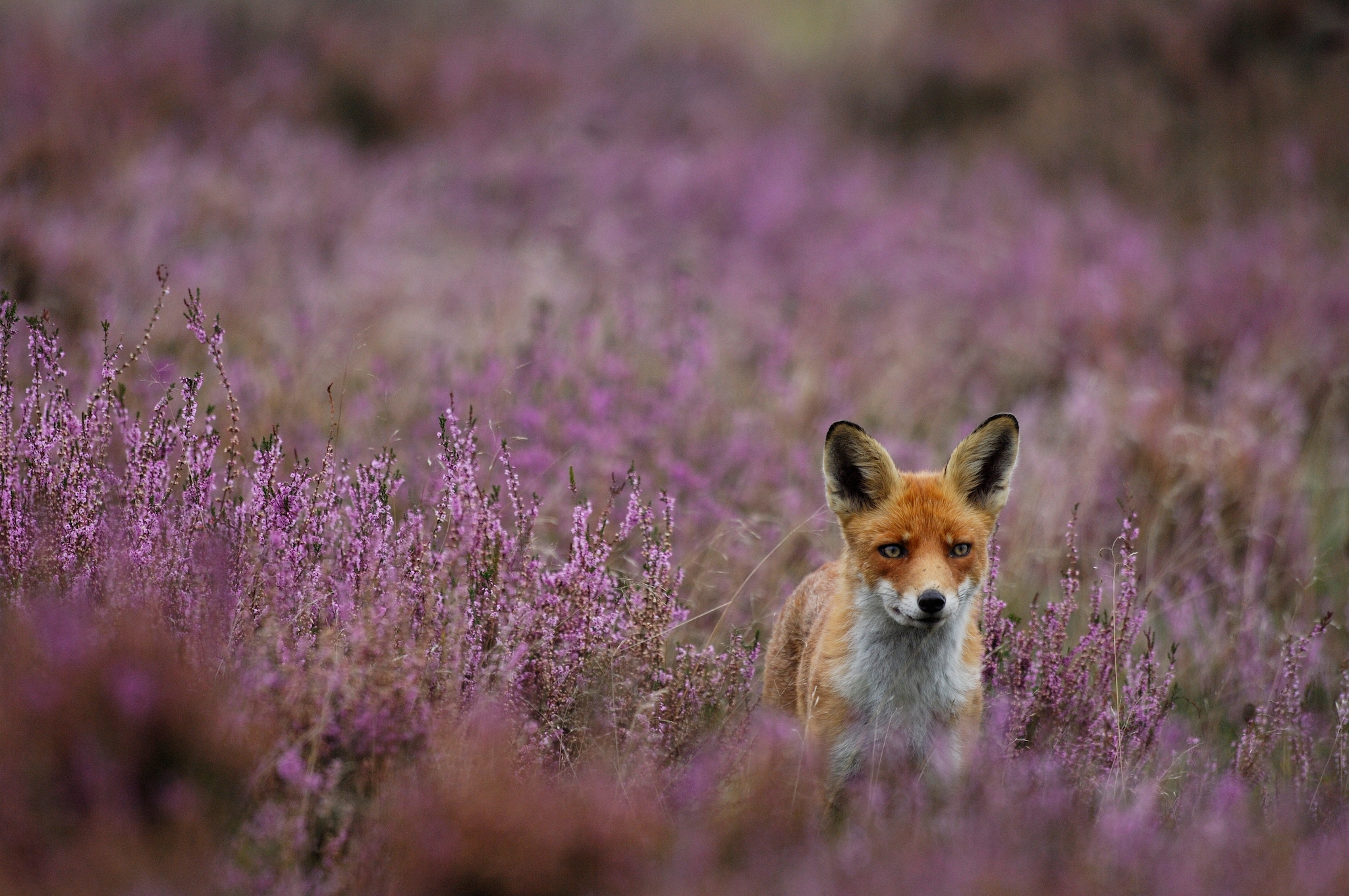 Naar buiten: Bloeiende heide vtwonen Landelijk 08-2026 | fotografie Wim Weenink voor Het Nationale Park De Hoge Veluwe