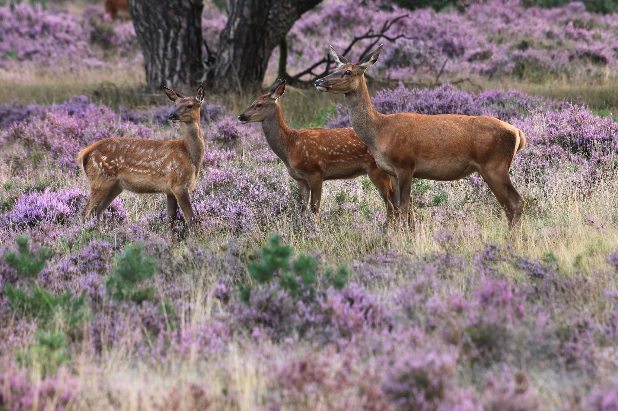 Naar buiten: Bloeiende heide vtwonen Landelijk 08-2026 | fotografie Het Nationale Park De Hoge Veluwe