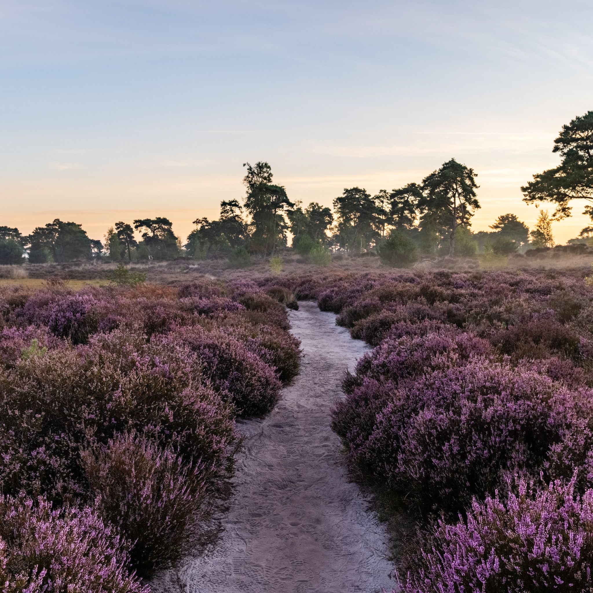 3x wegdromen op de mooiste heidevelden