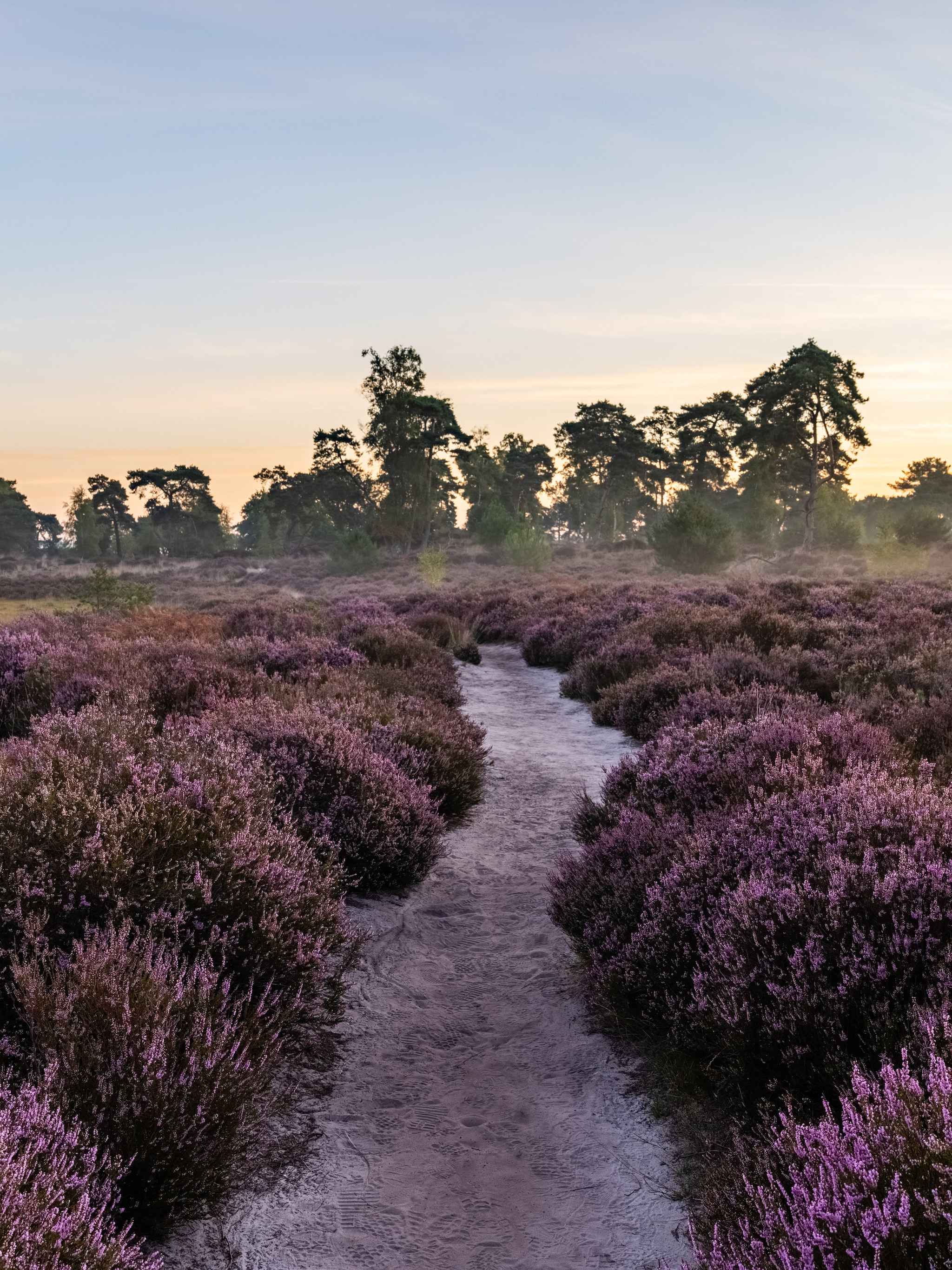 3x wegdromen op de mooiste heidevelden