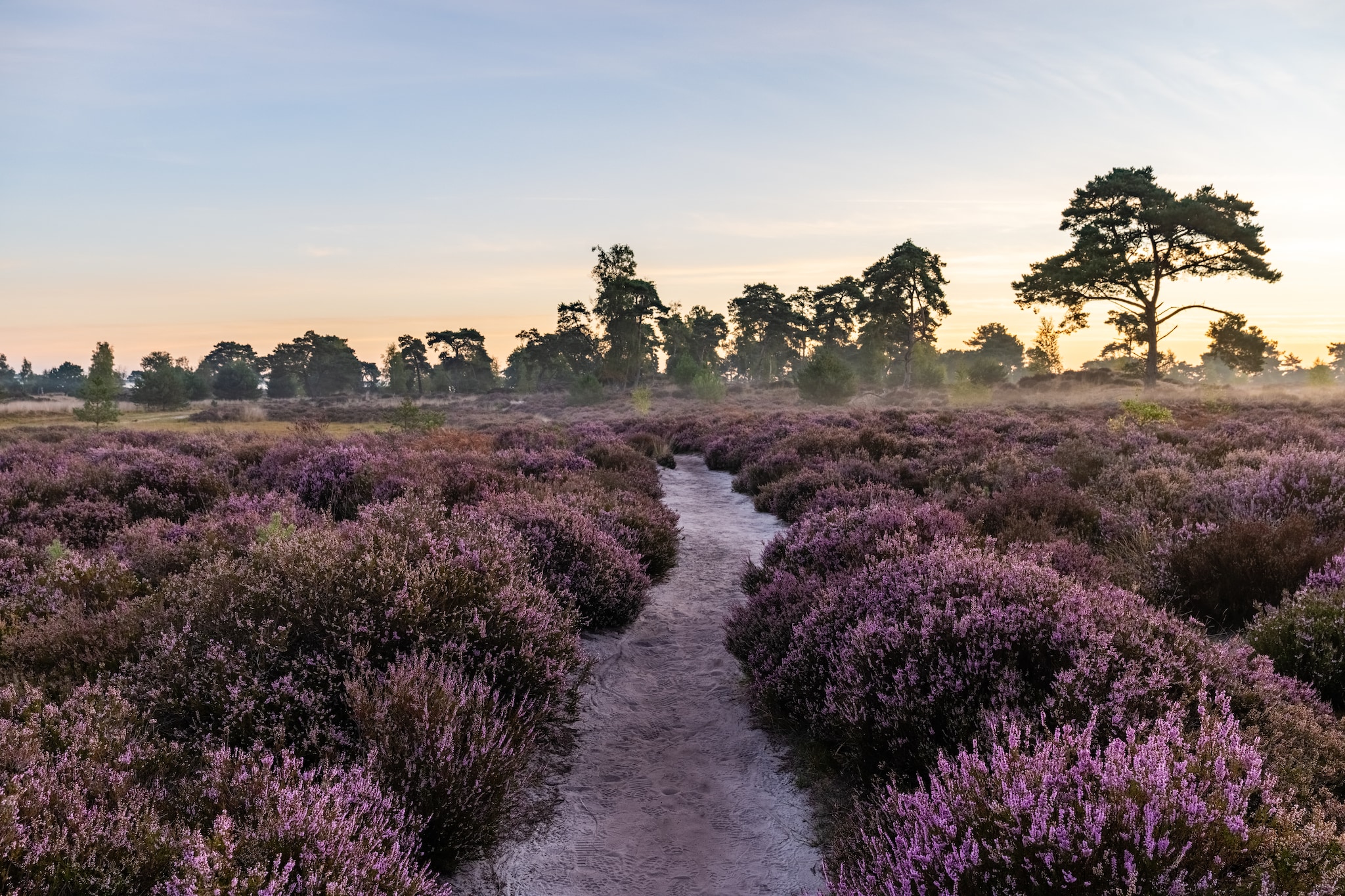 Naar buiten: Bloeiende heide