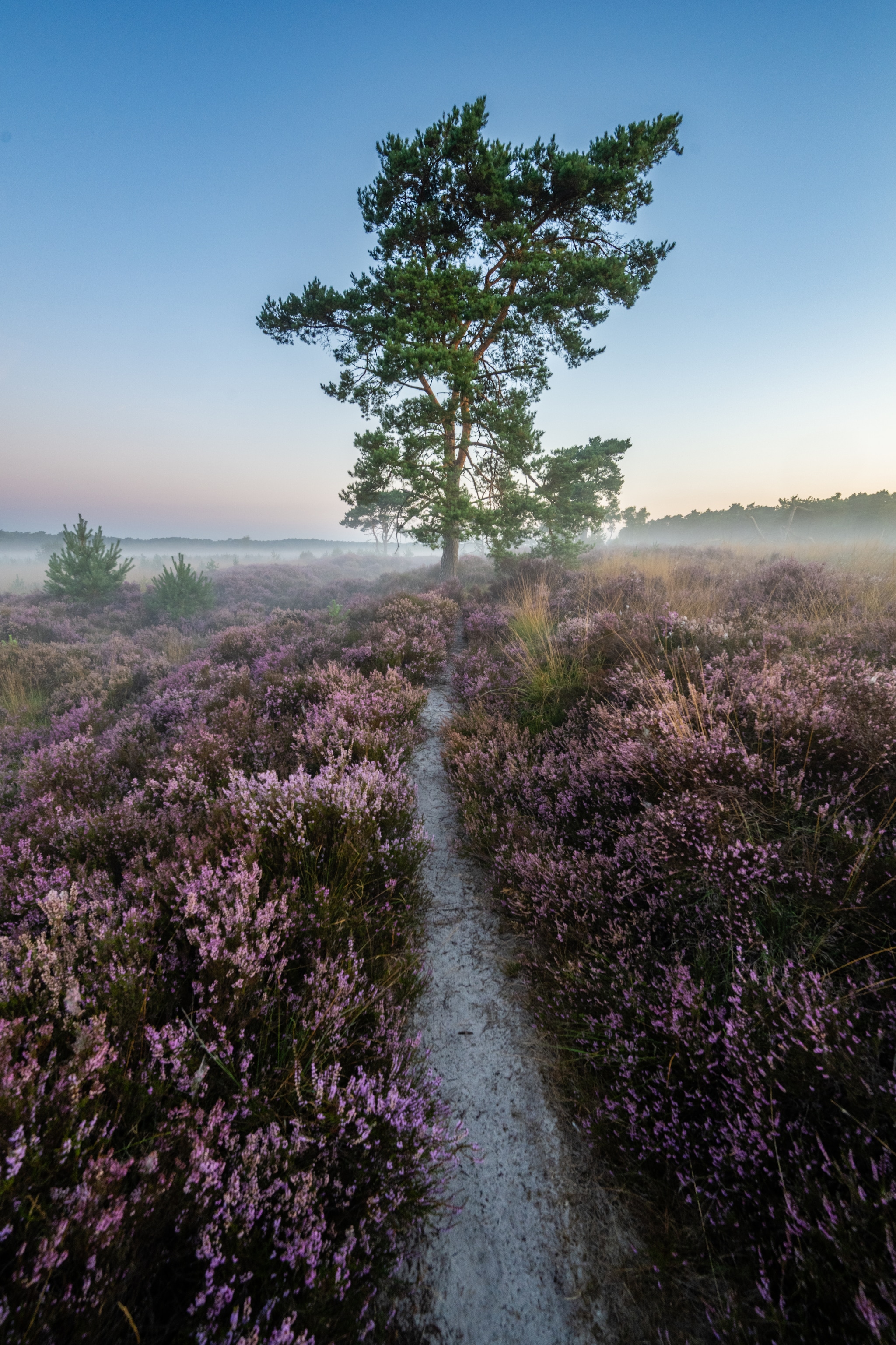Naar buiten: Bloeiende heide vtwonen Landelijk 08-2026 | fotografie Bart Heirweg voor Toerisme Vlaanderen