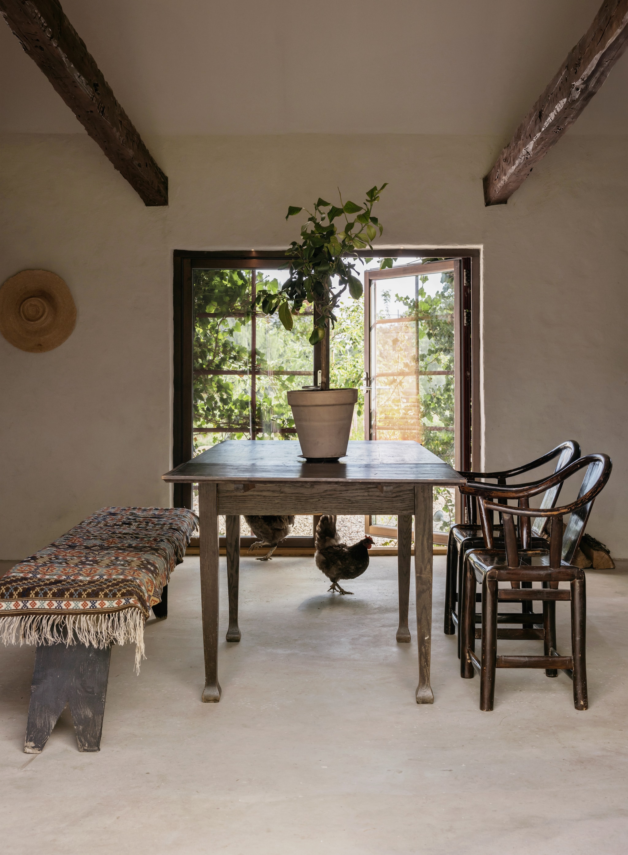 Oude Zweedse boerderijbank. De tafel stond al in het huis. Antieke stoelen uit China. Plant citroen. Kippen Jac en Coco. vtwonen Landelijk 10-2026 | styling Karolina Vertus | fotografie Isabell N Wedin | productie Living Inside