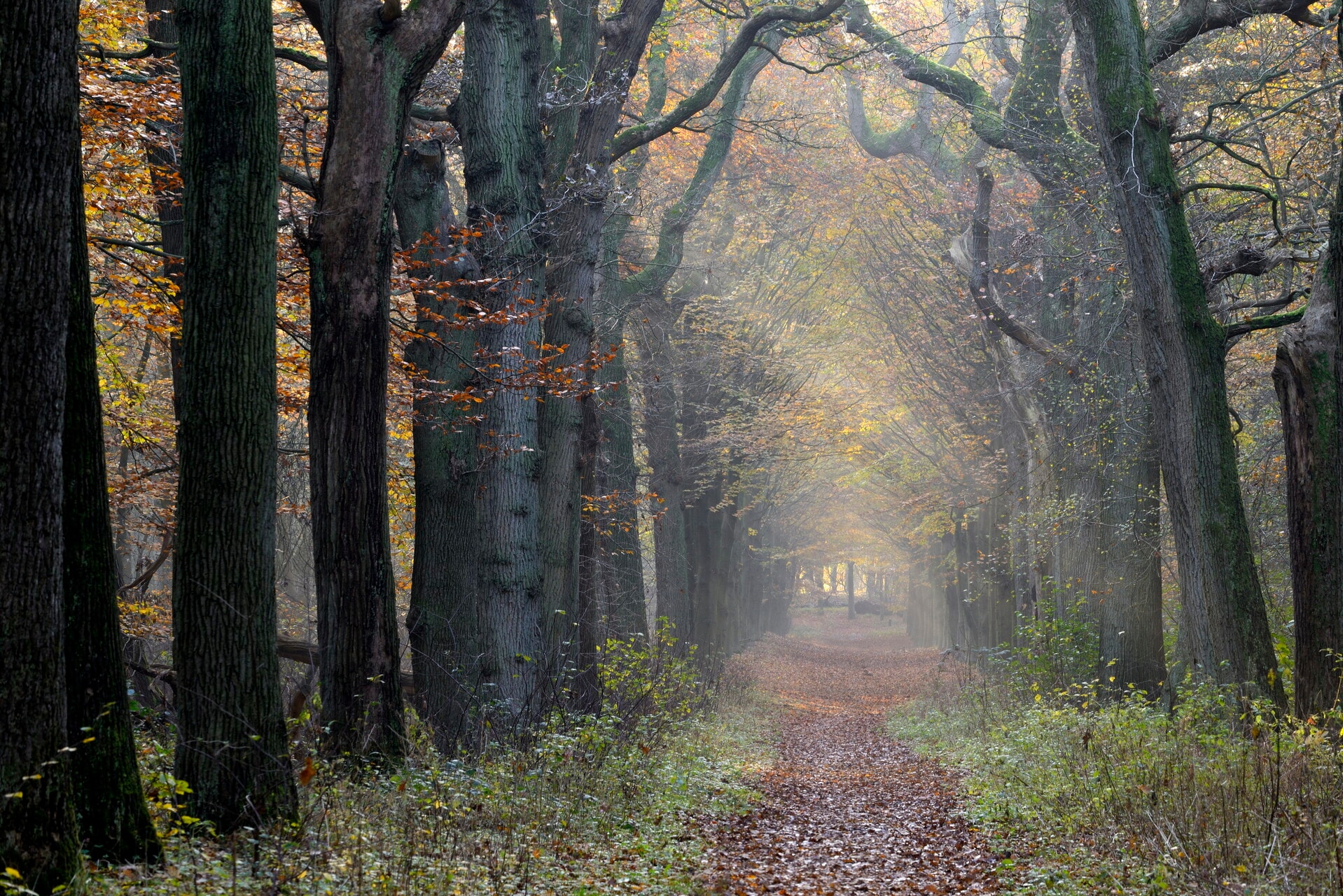 Landschap Noord-Holland
