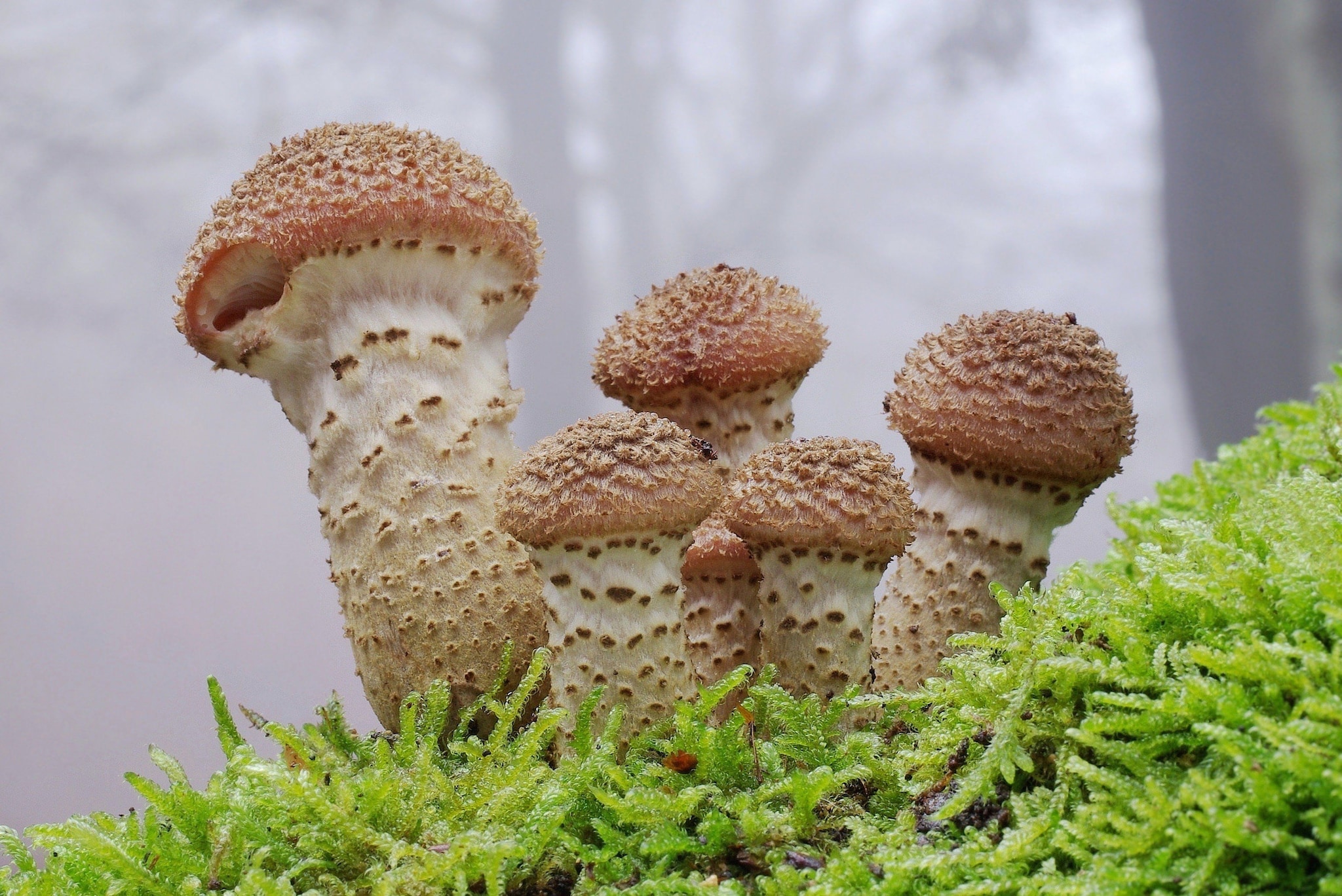 Natuurmonumenten vtwonen Landelijk 10-2026 | fotografie Gio van Bernebeek voor Natuurmonumenten